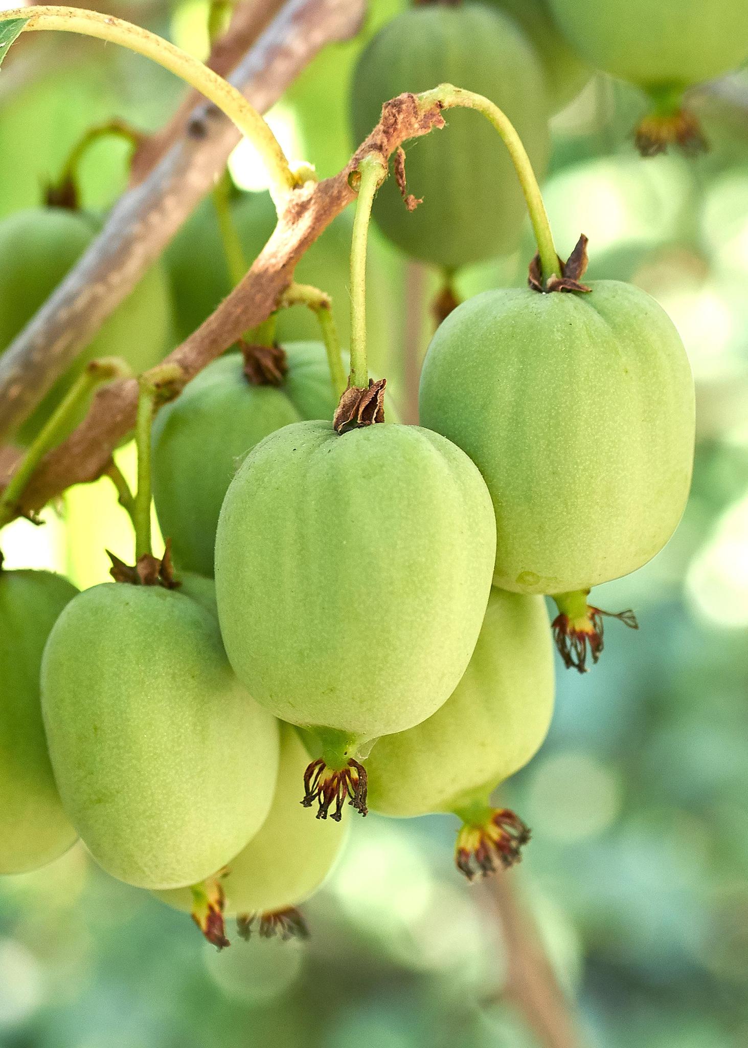 Kiwipflanze Isaai - Actinidia arguta 'Issai' - ↨45cm - Ø13   3 Stück