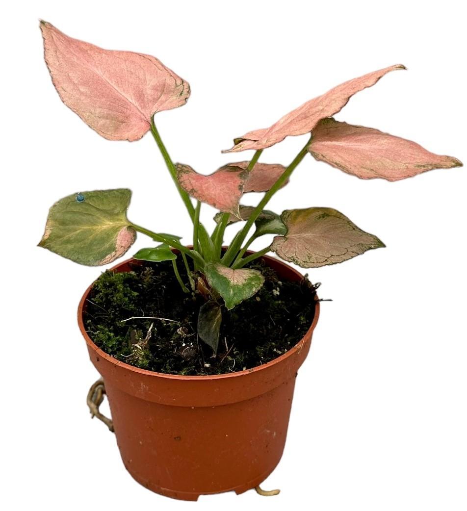 Purpurtute - Syngonium Pink Perfection - Ø10,5cm - ↕15cm