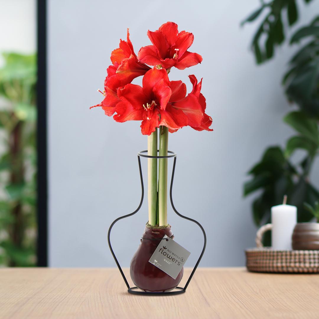 No Water Flowers® (wax amaryllis) | Formz Classic - Bordeaux + Red flower