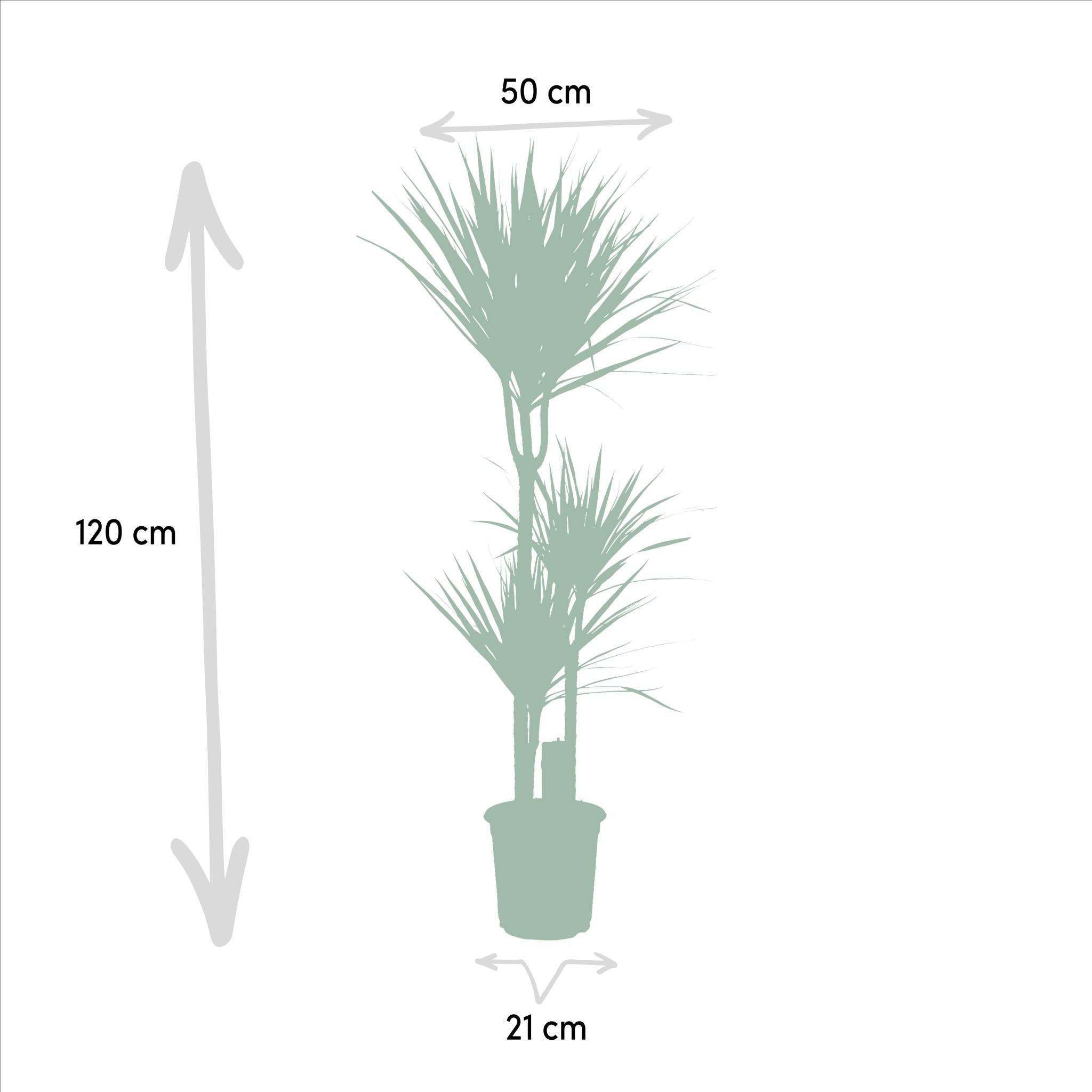 Drachenbaum Bicolor - Dracaena   ↨120cm - Ø21cm - 70cm - Ø17cm  2 Stück