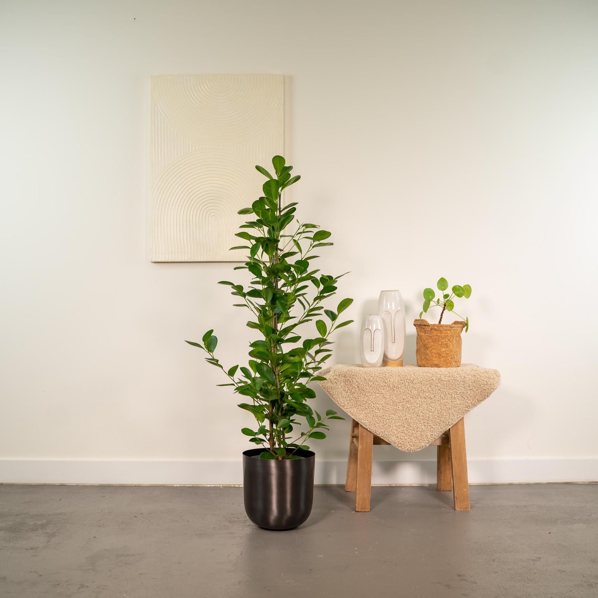 Ficus microcarpa Moclame - Ø21cm - ↕95cm + pot Mayk Lead