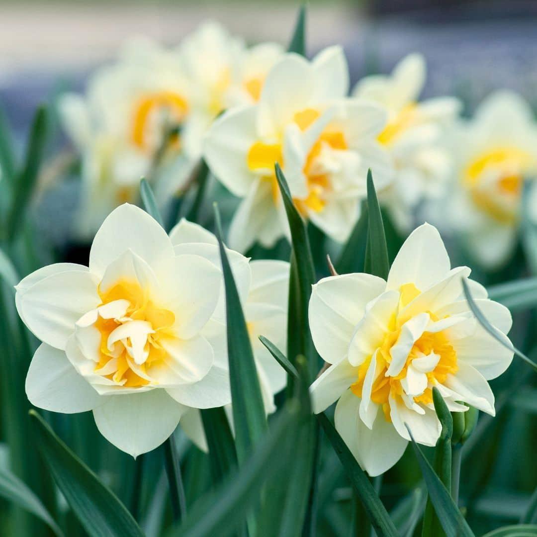 Frühlingsblumenzwiebeln Mix - Tulpen, Hyazinthen und Narzissen - Dutch Flower Mix - Luxusbox mittel, 40 Blumenzwiebeln für 1 qm Blumenpracht - Größe 12+