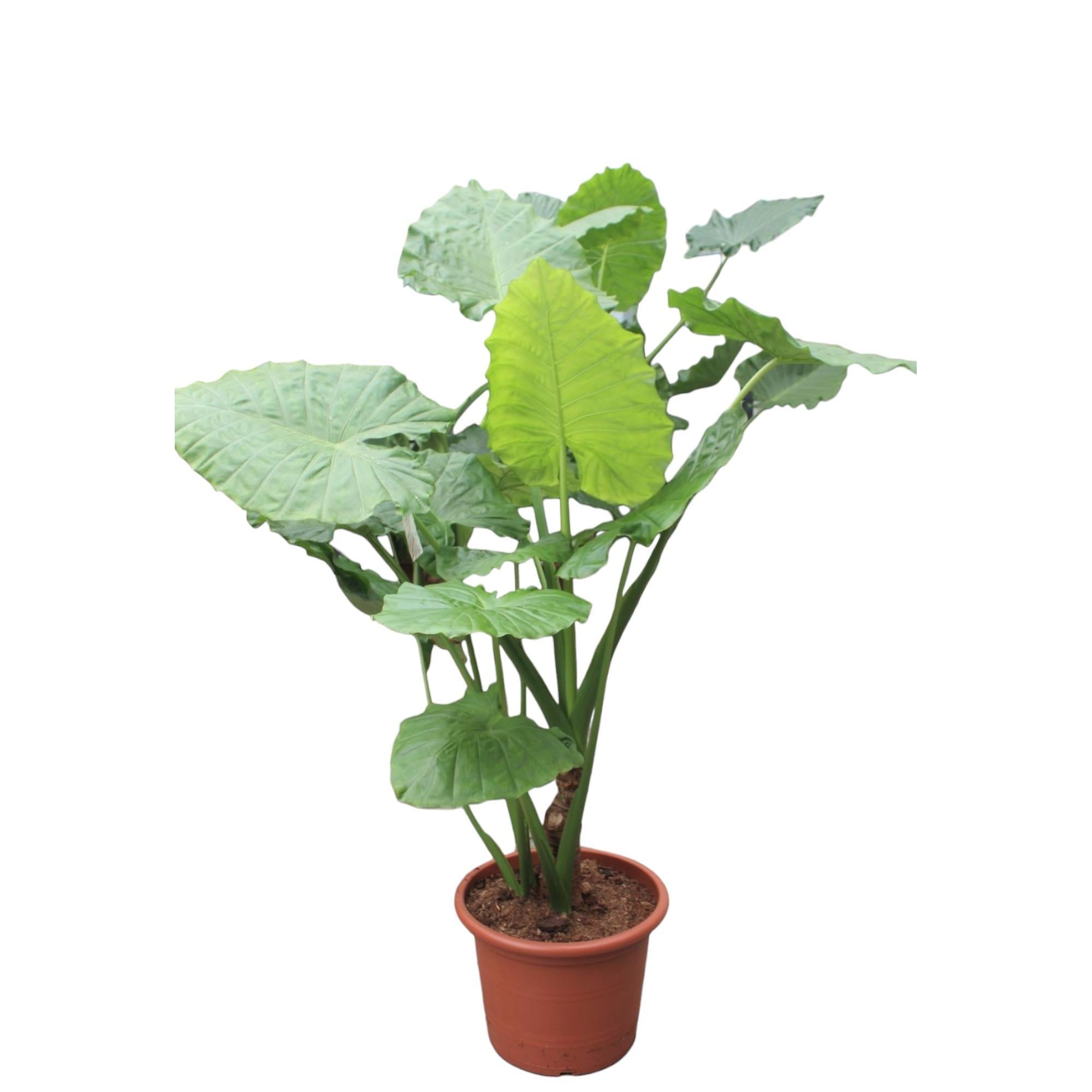 Riesen-Elefanten-Ohr oder Giant Taro - Alocasia Macrorrhiza - 200 cm - ø45