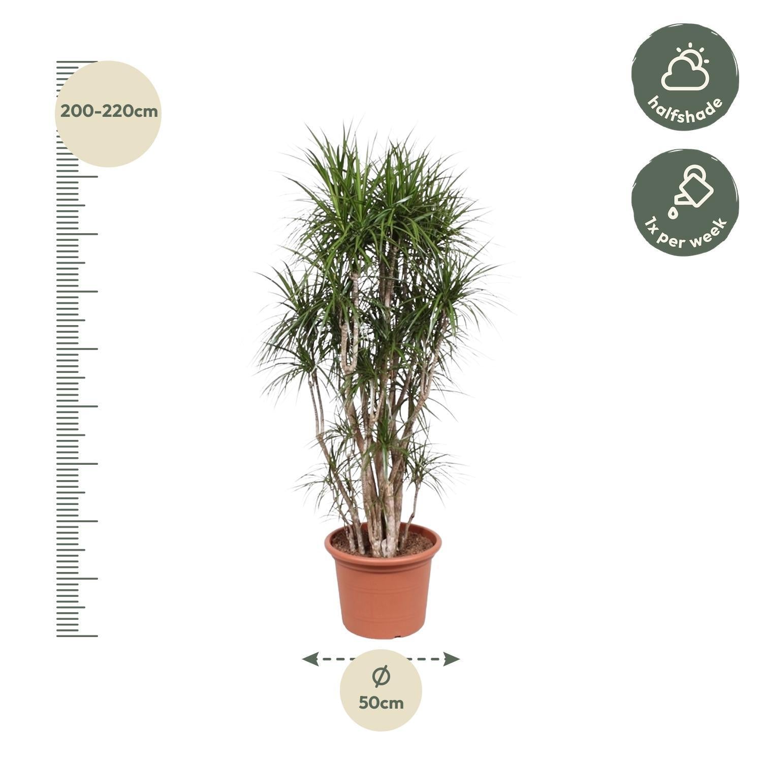 Drachenbaum Marginata - Dracaena Marginata verzweigt- 210 cm - ø50