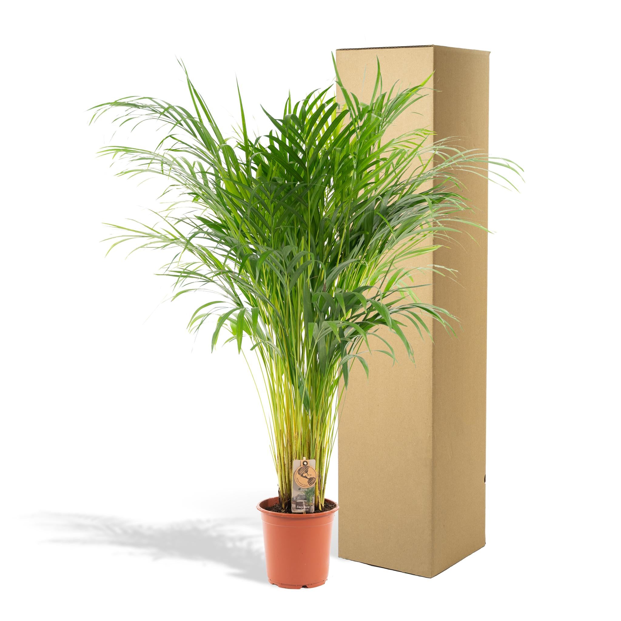 Arecapalm - Ø21cm - ↕110cm