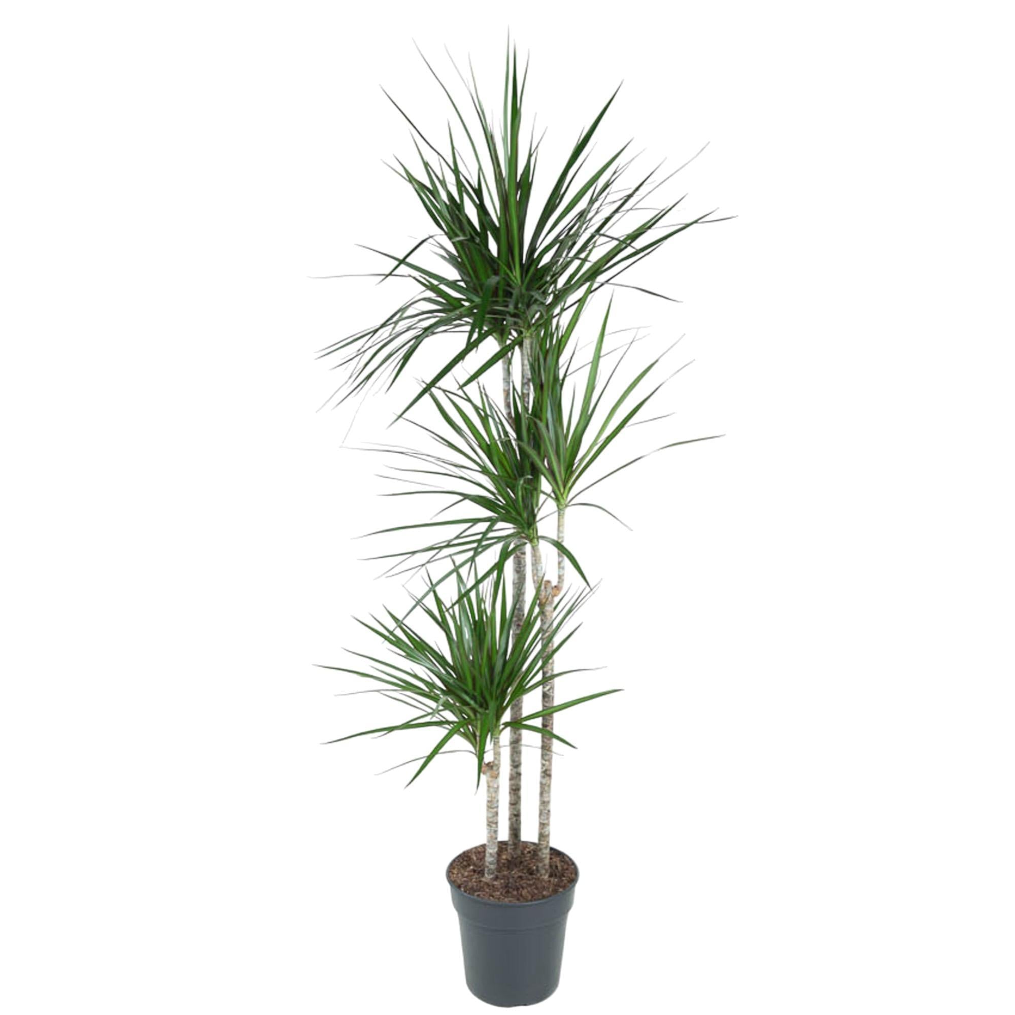 Drachenbaum Marginata - Dracaena Marginata - 160 cm - ø24