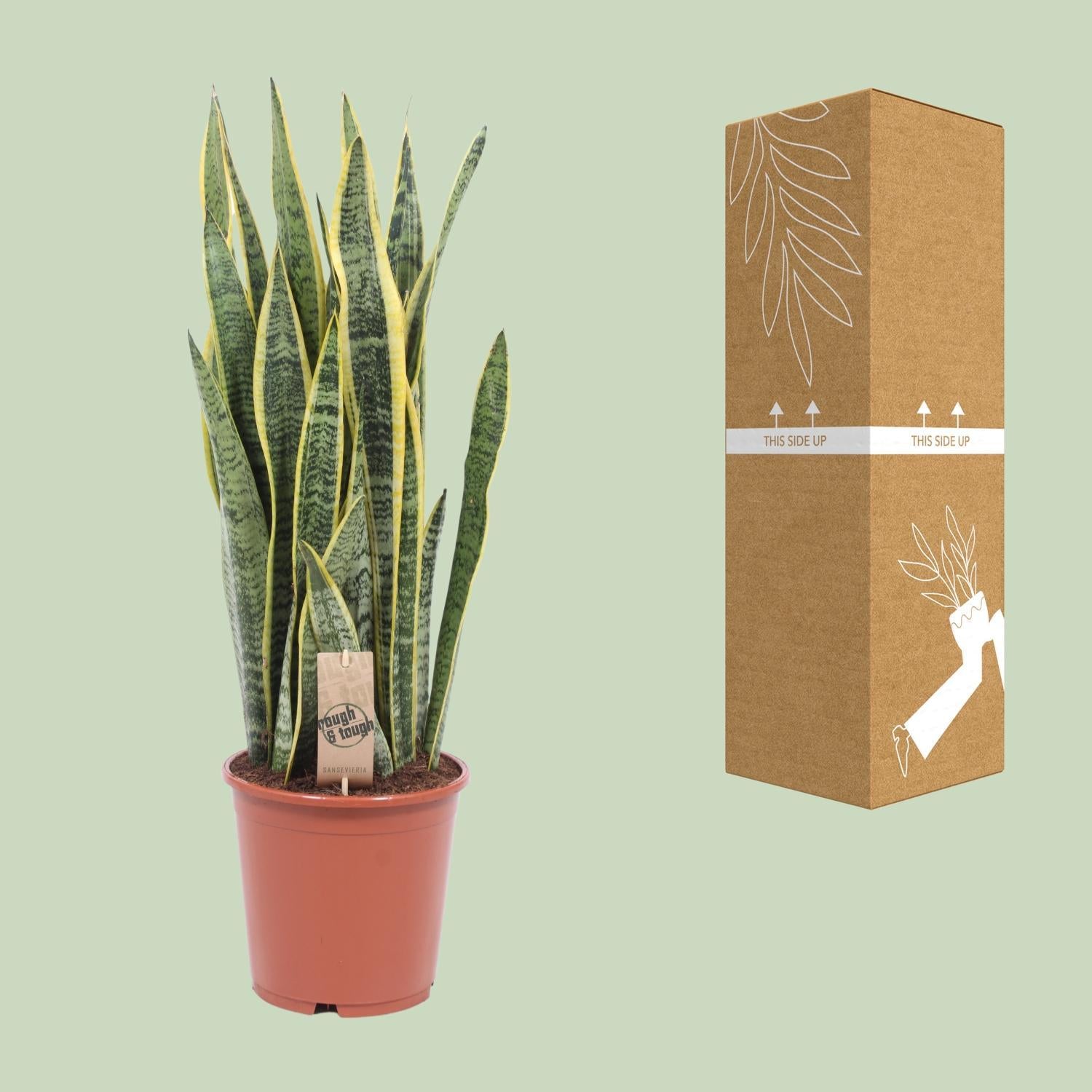 Sansevieria Laurentii - Ø21cm - ↕80cm