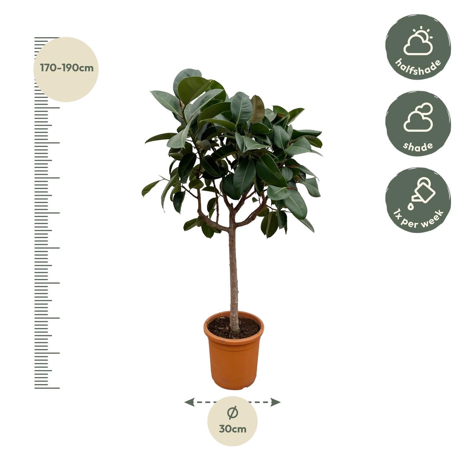 Gummibaum Ficus Elastica Robusta mit Stamm - 180 cm - ø30