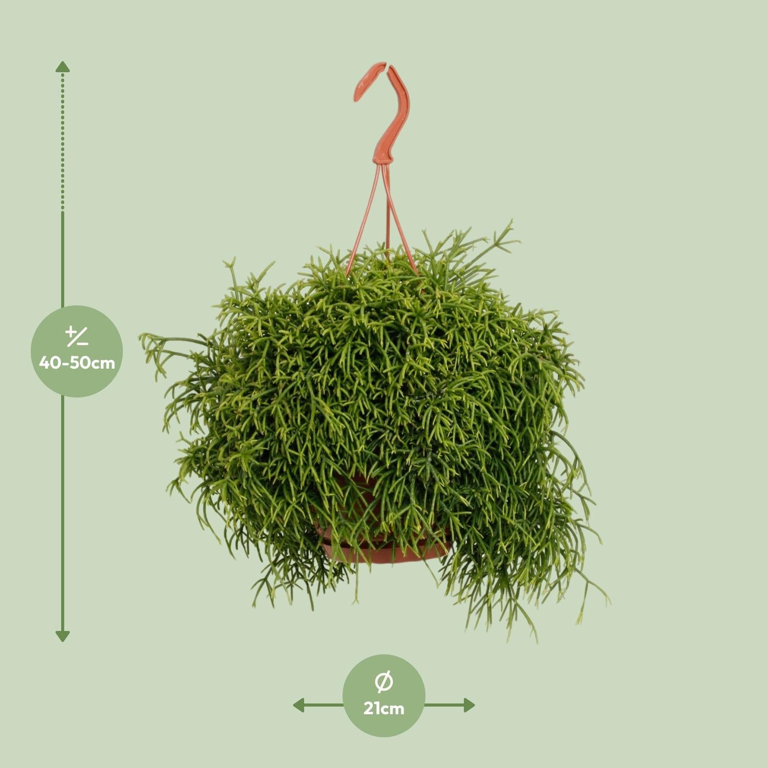 Korallenkaktus - Rhipsalis Heteroclada Kaktus - Ø21cm - ↕45cm