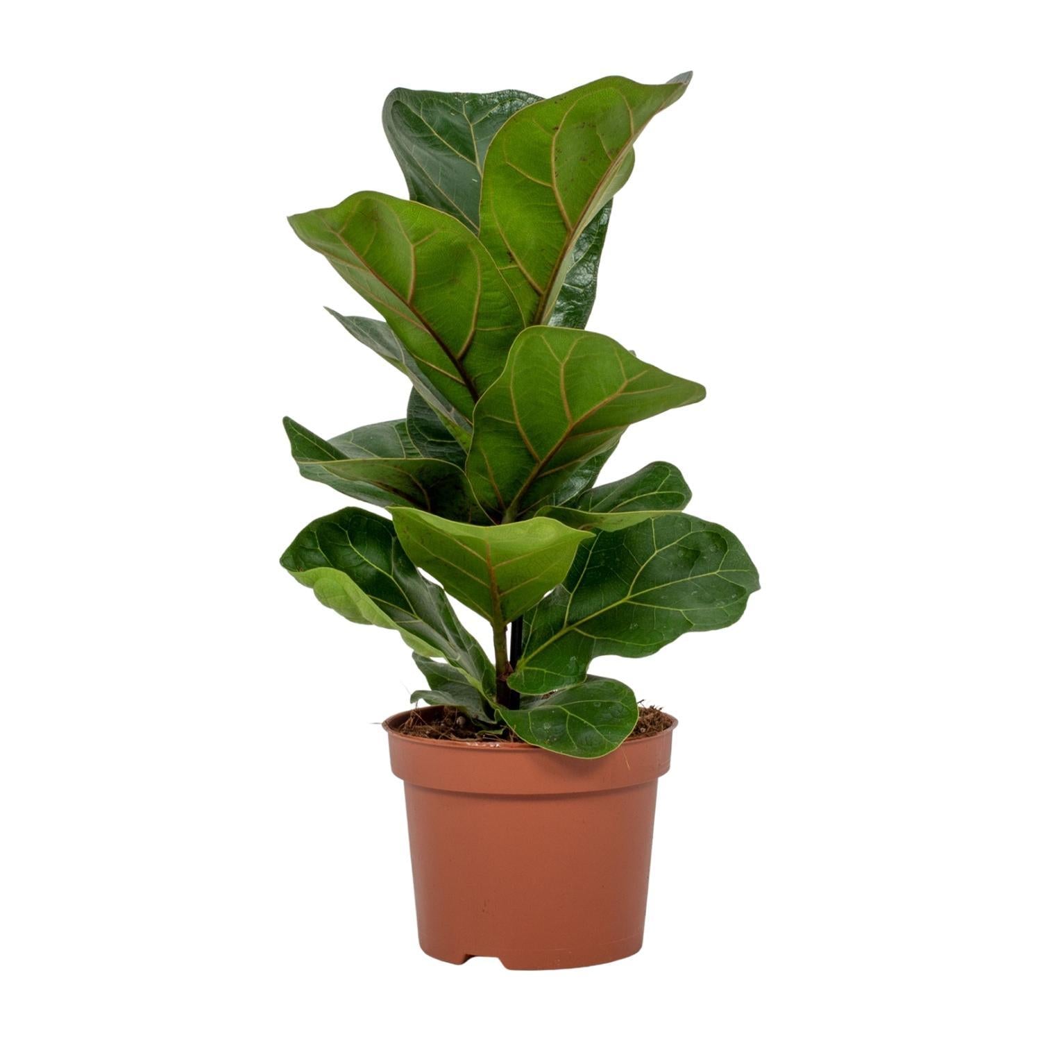 Geigenfeige - Ficus Lyrata - Ø12cm - ↕30cm