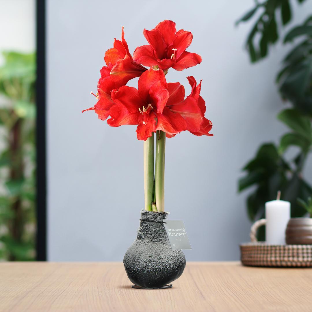 No Water Flowers® (wax amaryllis) | Waxz® Snow - Black + Red flower