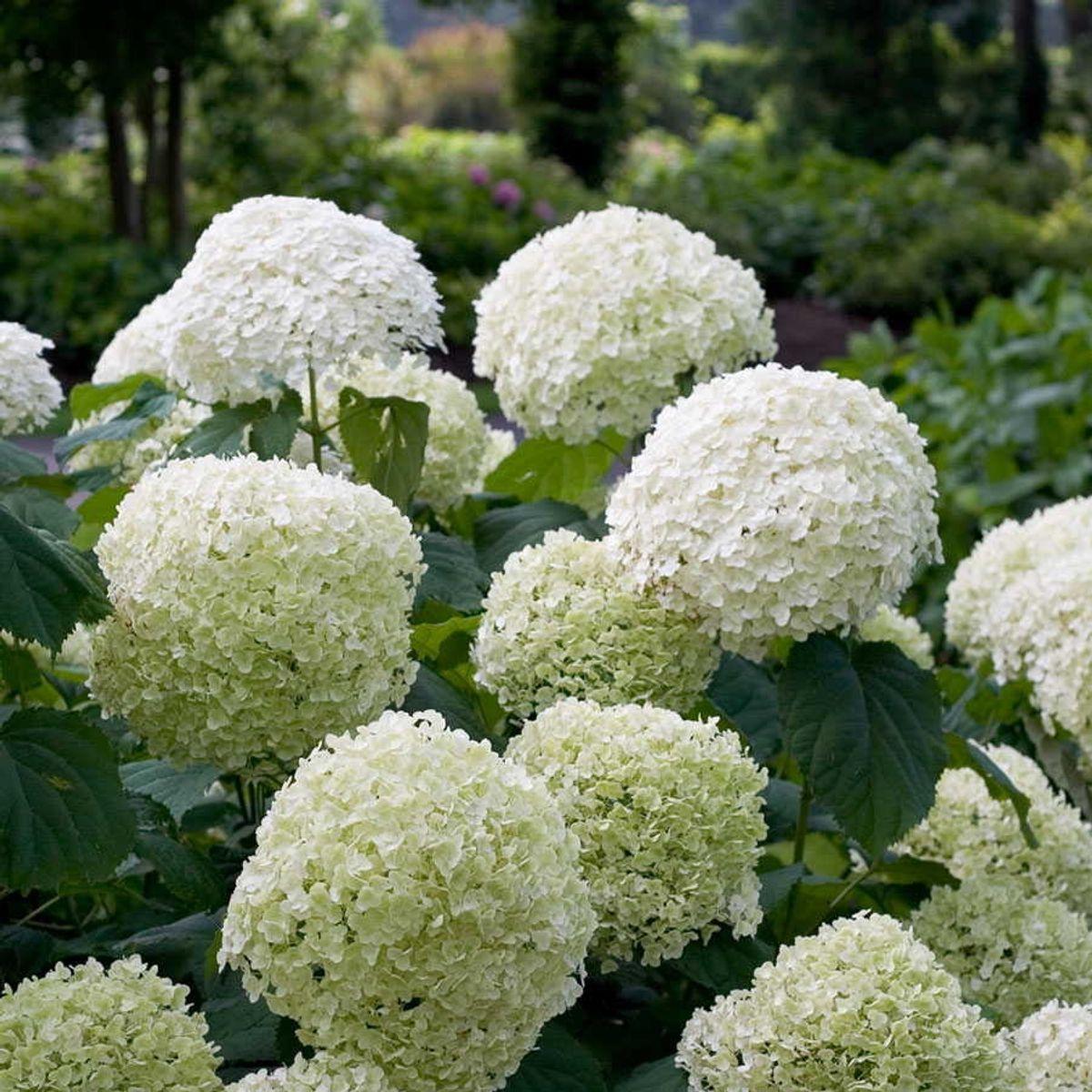 Hortensie Strong Annabelle - Hydrangea arbo. Strong Annabelle - ↨30cm - Ø19cm