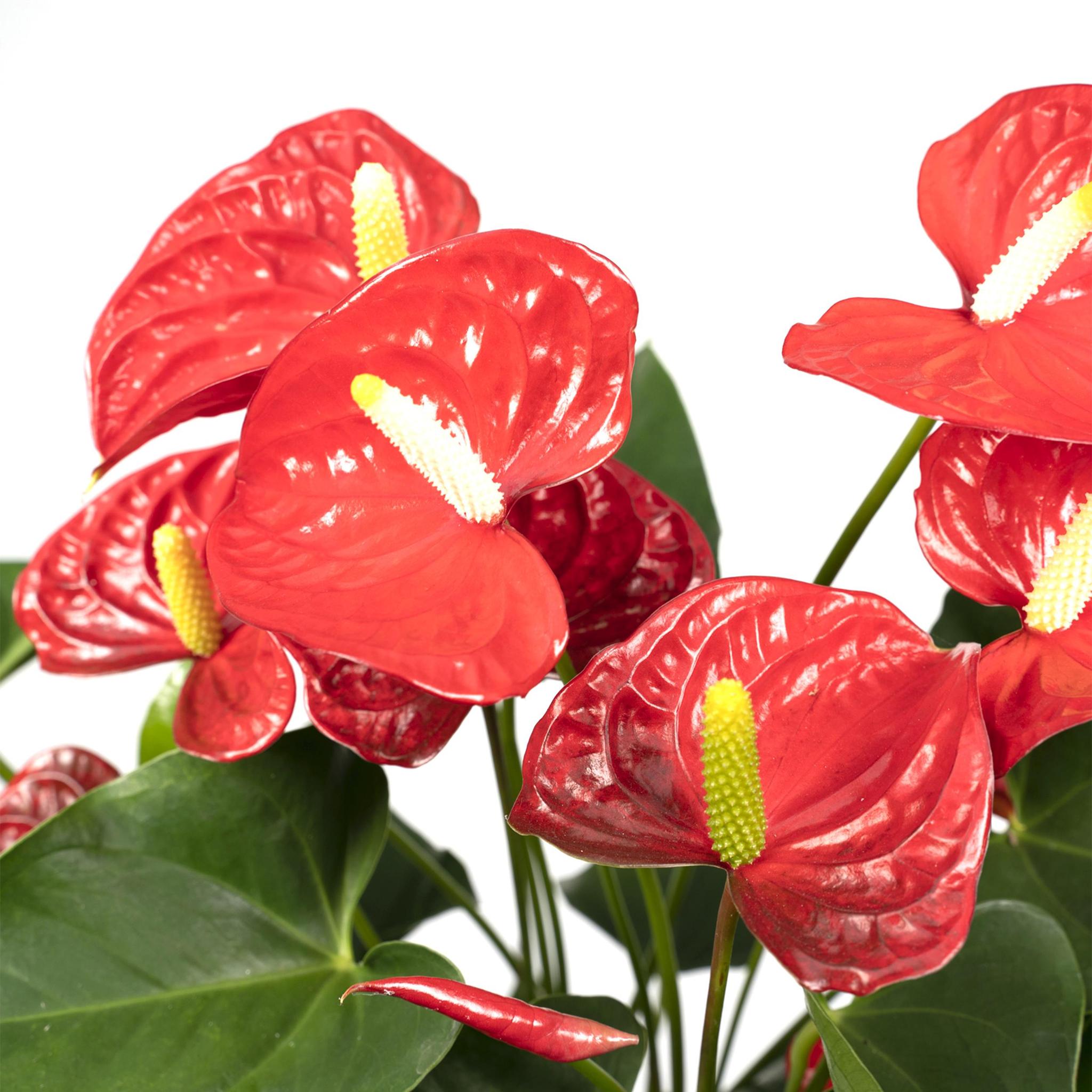 Anthurie - Anthurium Red - Ø17cm - ↕55cm - Ø17 - ↨55cm