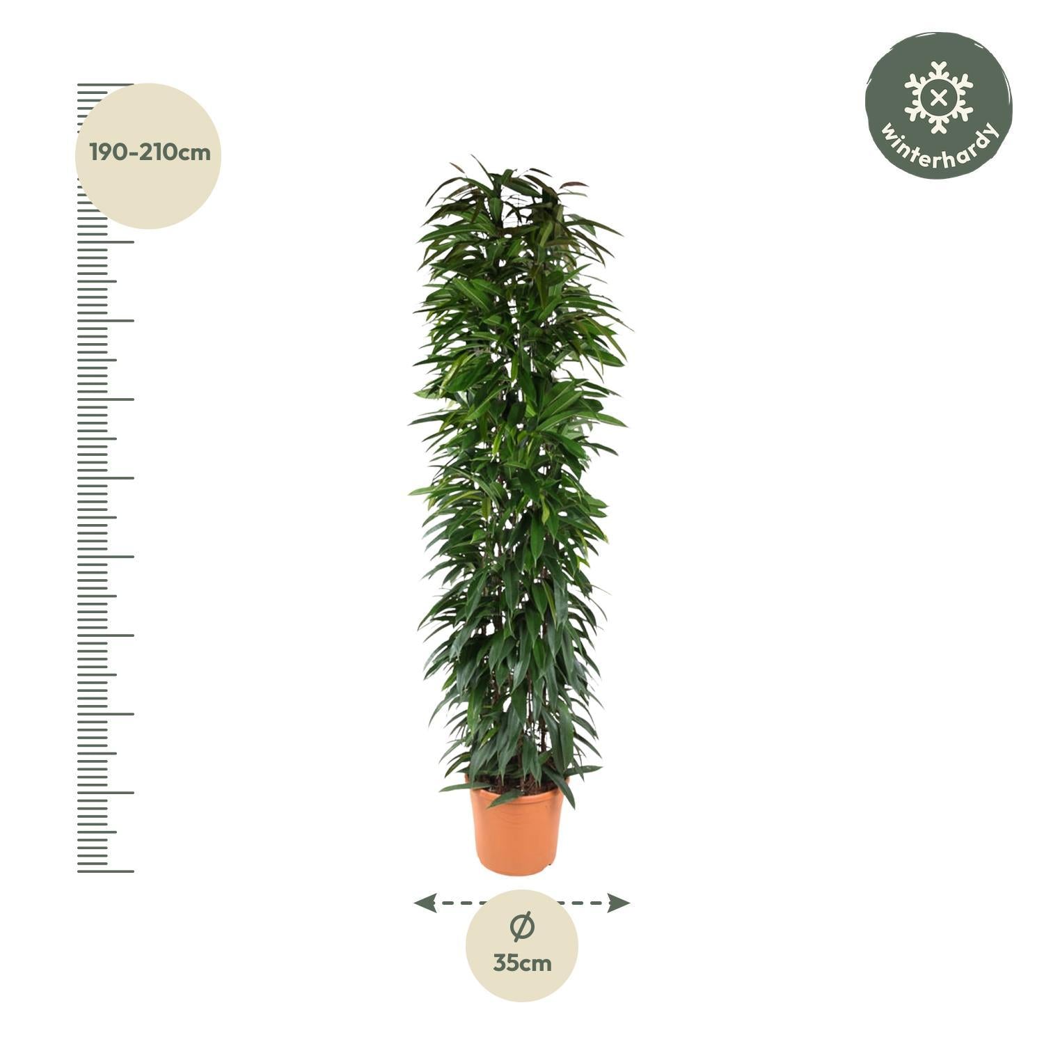 Gummibaum Ficus Alii King - 200 cm - ø35