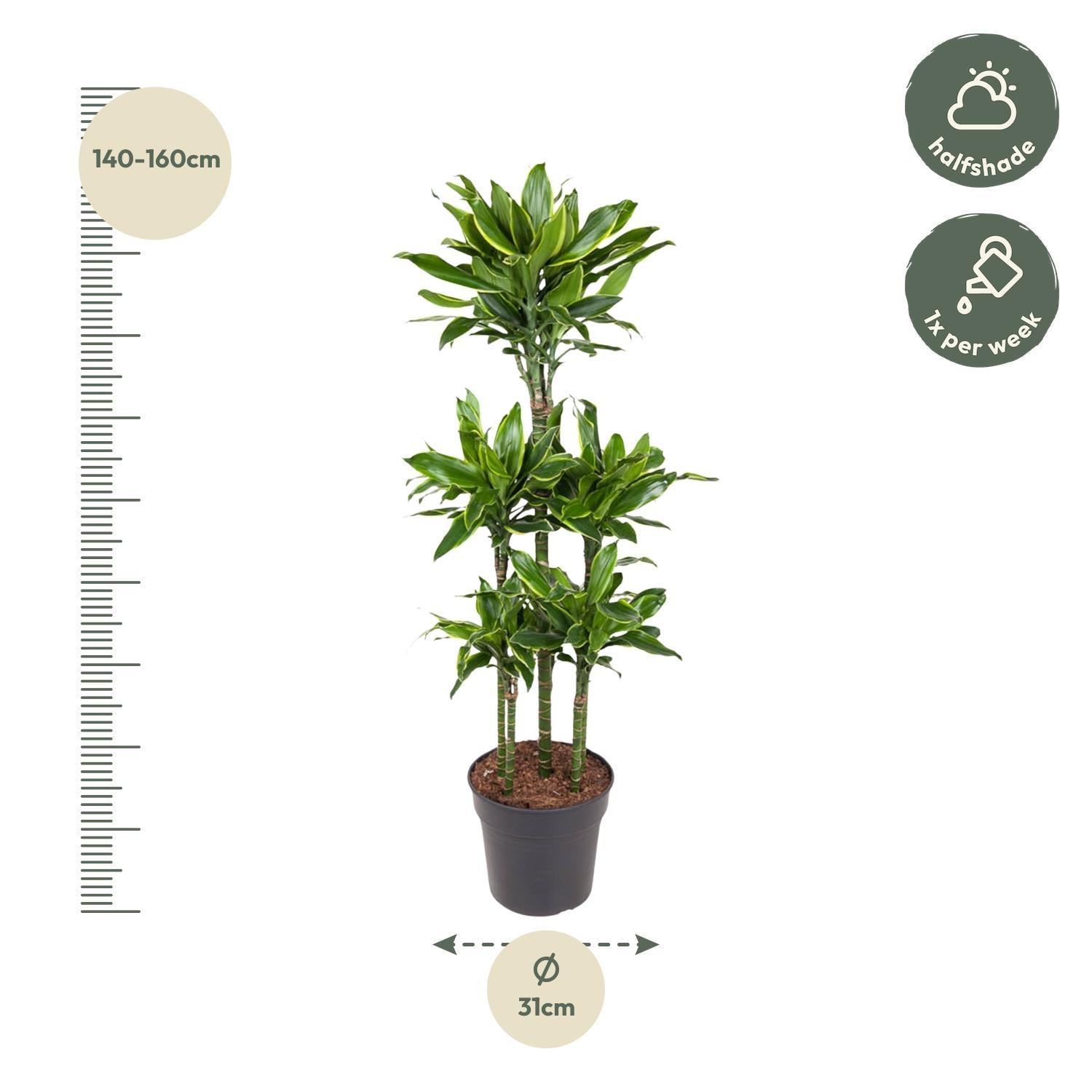 Drachenbaum Golden Coast - Dracaena Golden Coast Carrousel - 150 cm - ø31