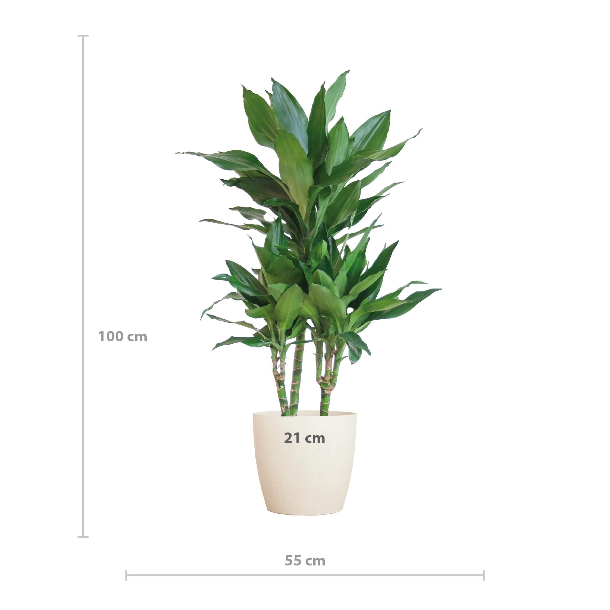 Drachenbaum - Dracaena Janet Lindt mit Viber Topf weiß - 95cm - Ø21