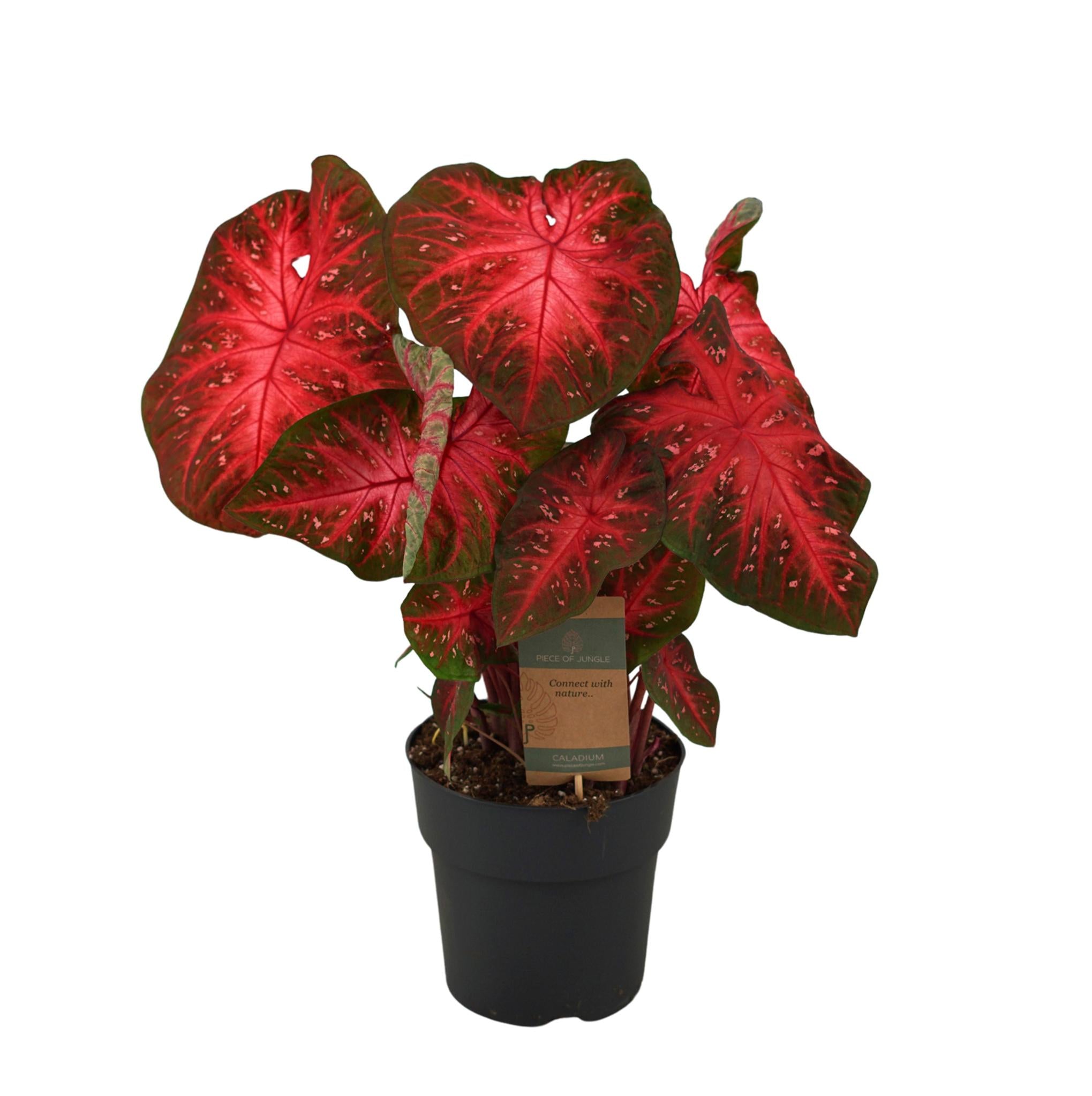 Caladium Red  Flash - Roter Blitz - 65 cm - Ø21cm