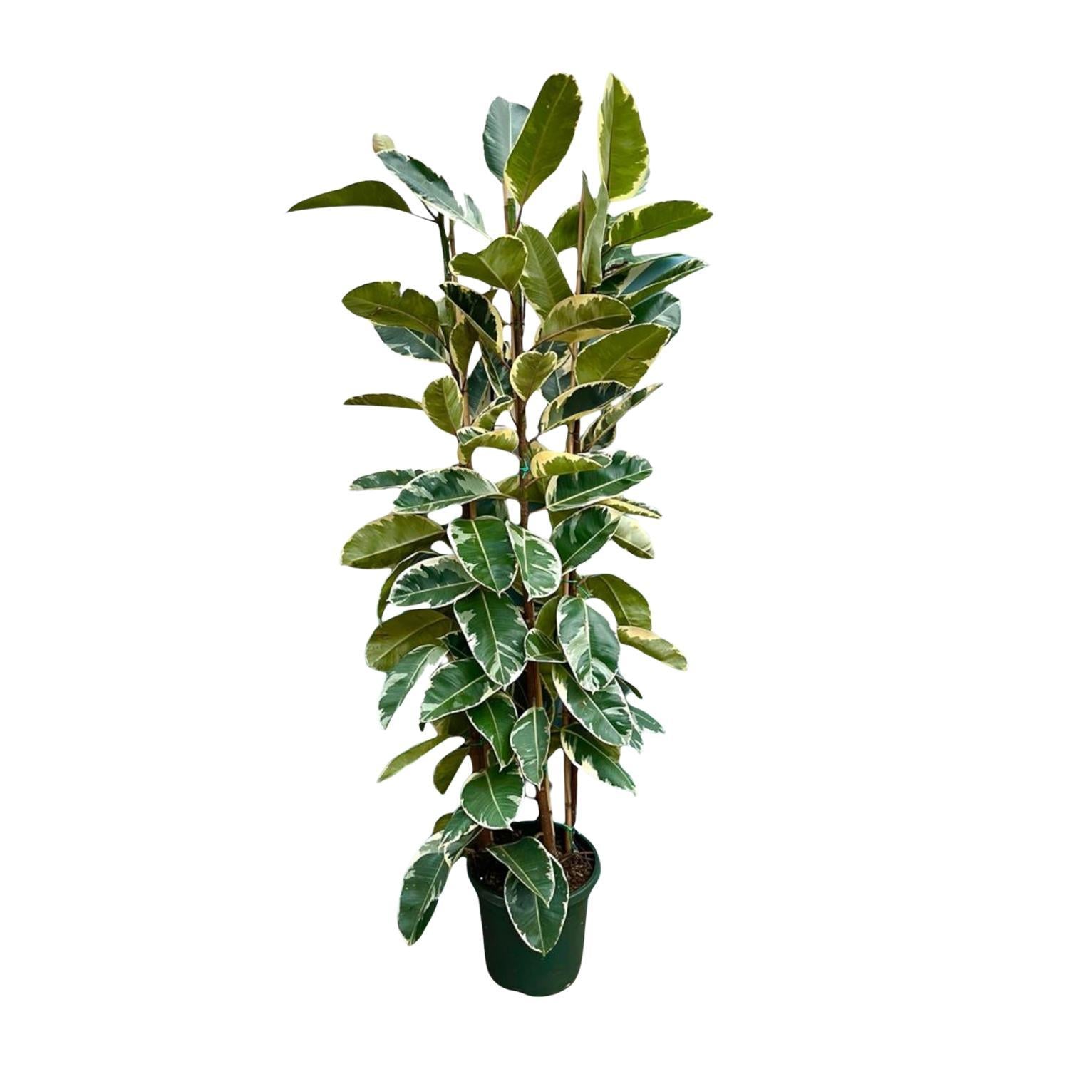 Gummibaum Ficus Elastica Tineke Strauch - 225cm - ø40