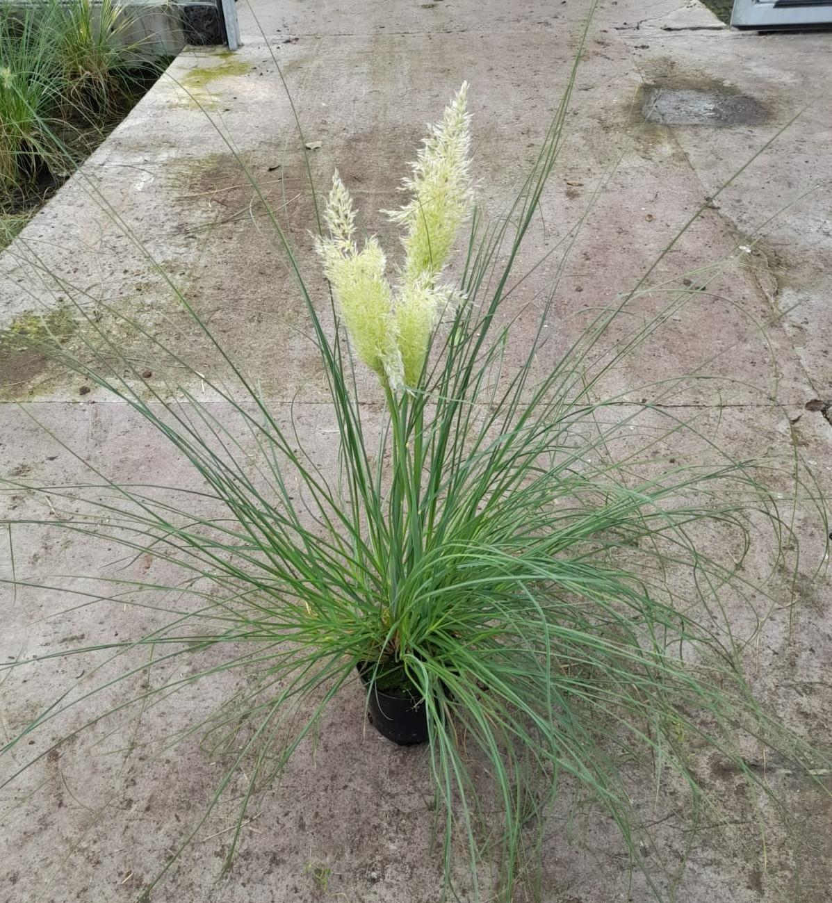 Pampasgras - Cortaderia Pampas - Ø15cm - ↕65cm