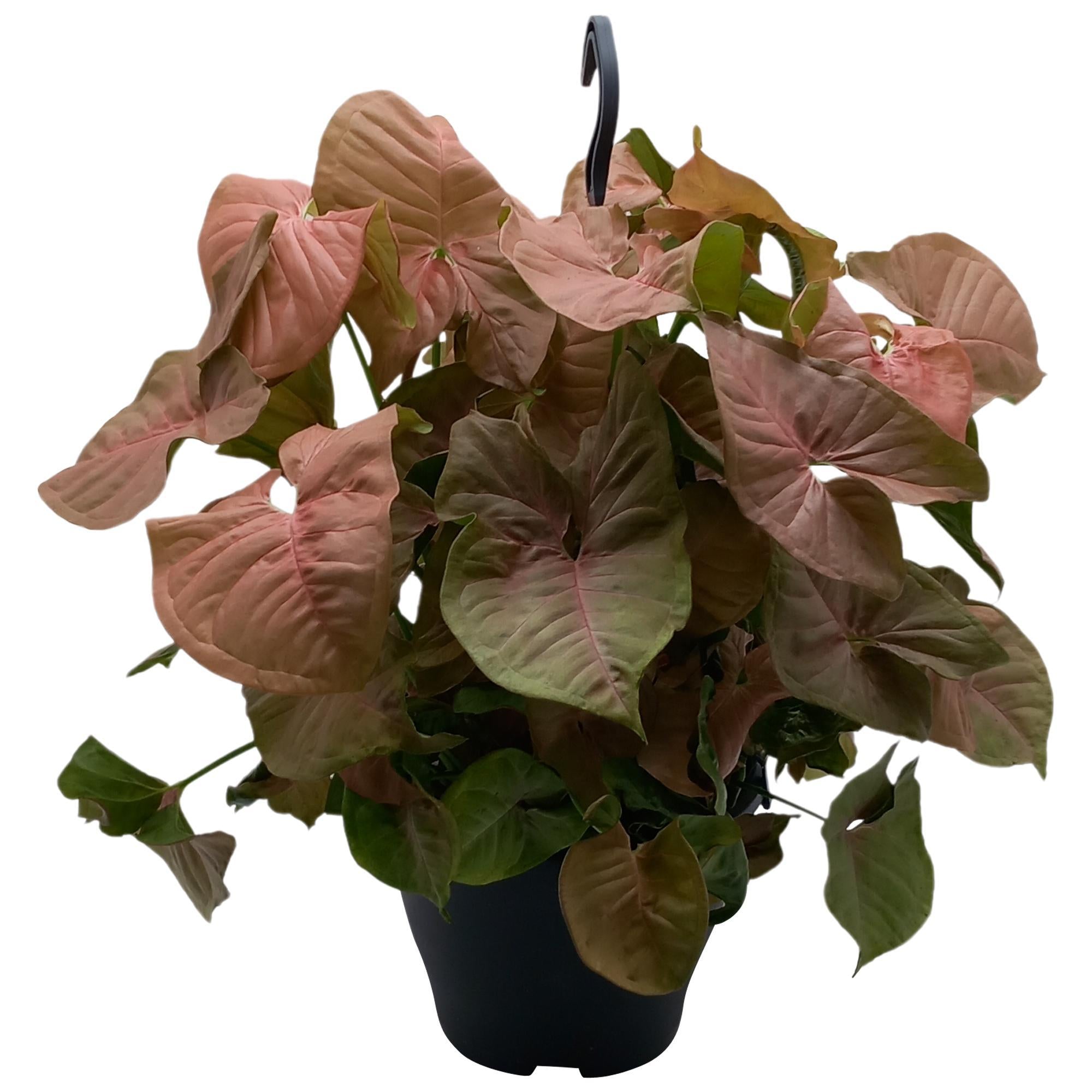 Purpurtute - Syngonium Red Heart - Ø19cm - ↕35cm