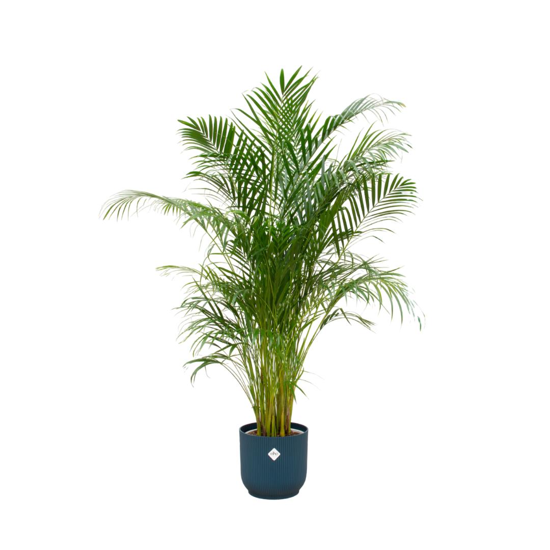 Arecapalme Dypsis lutescens inklusive elho Vibes Fold Round Topf blau Ø30 - 180 cm