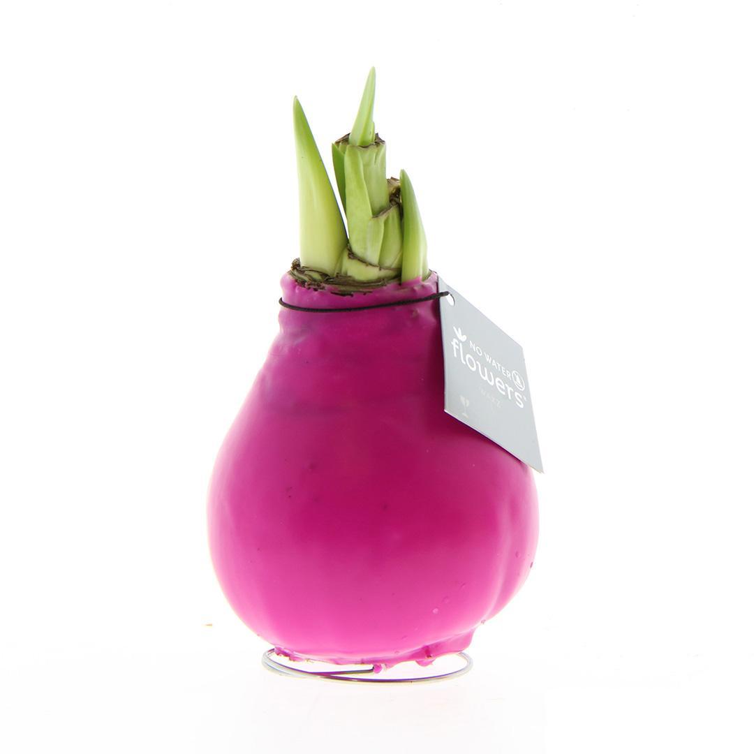 No Water Flowers® (wax amaryllis) | Waxz® Colours - Pink + Red flower