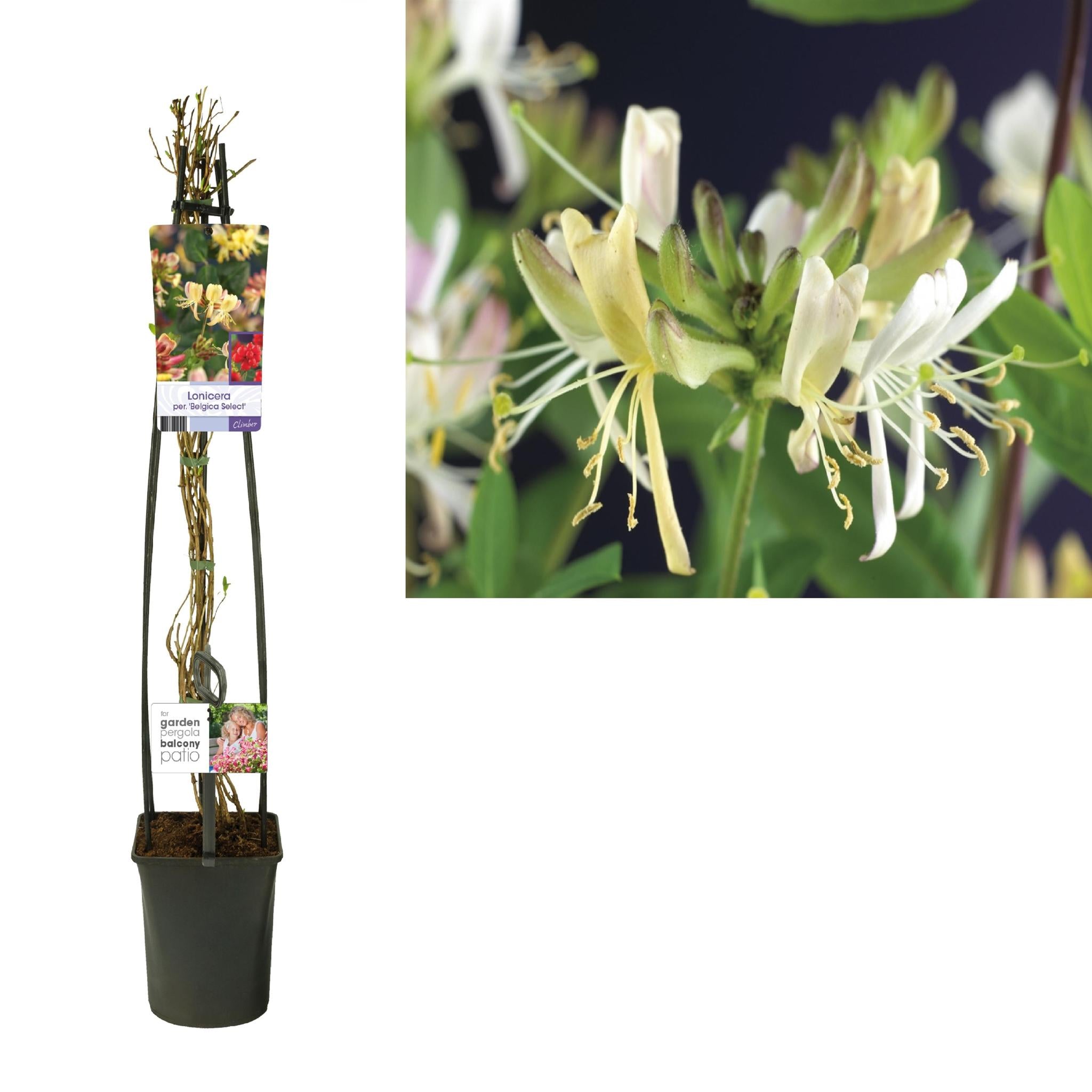 Lonicera Per. 'Belgica Select' +lichtlabel