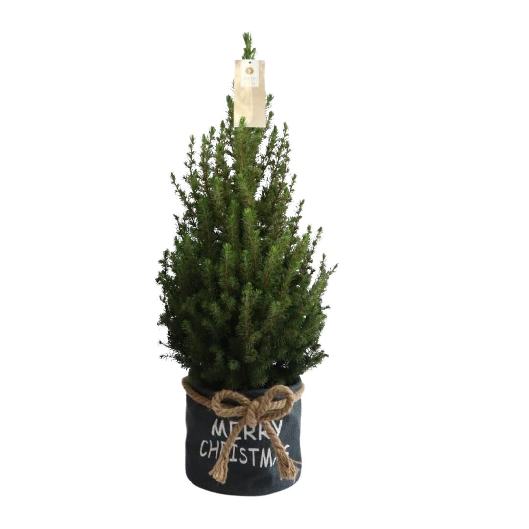 Kleiner Weihnachtsbaum in Xmas Sack blau - 70 cm - Picea Glauca Conica - Standalone