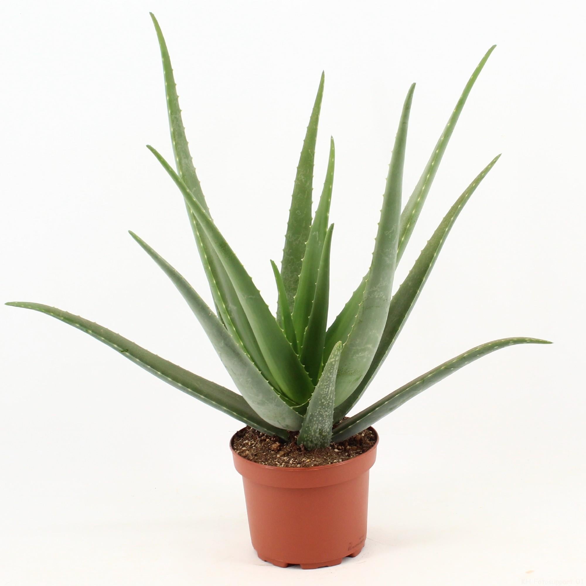 Aloe Vera - Ø19cm - ↕70cm