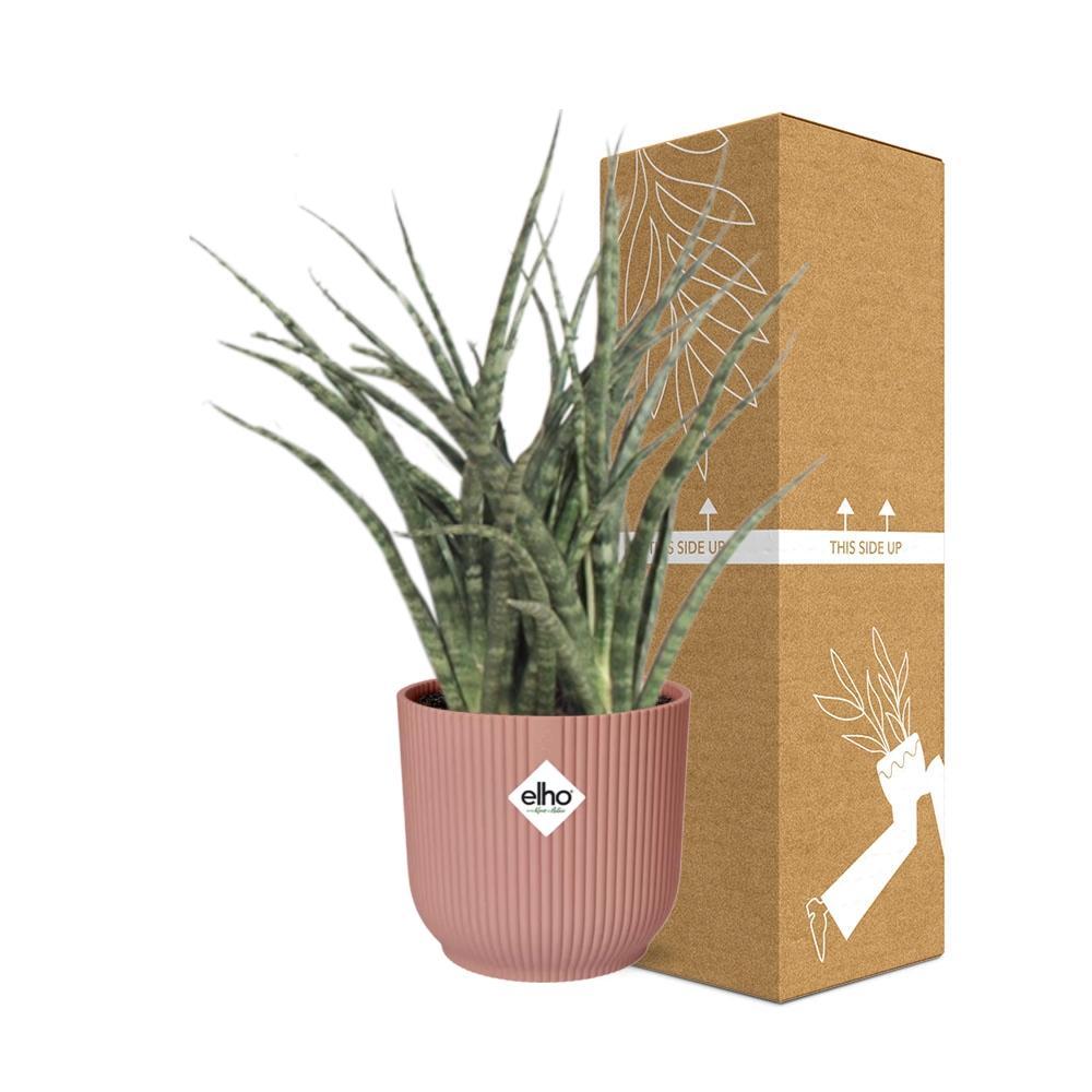 Sansevieria Fernwood Punk in ELHO Vibes Fold 14 cm rosa