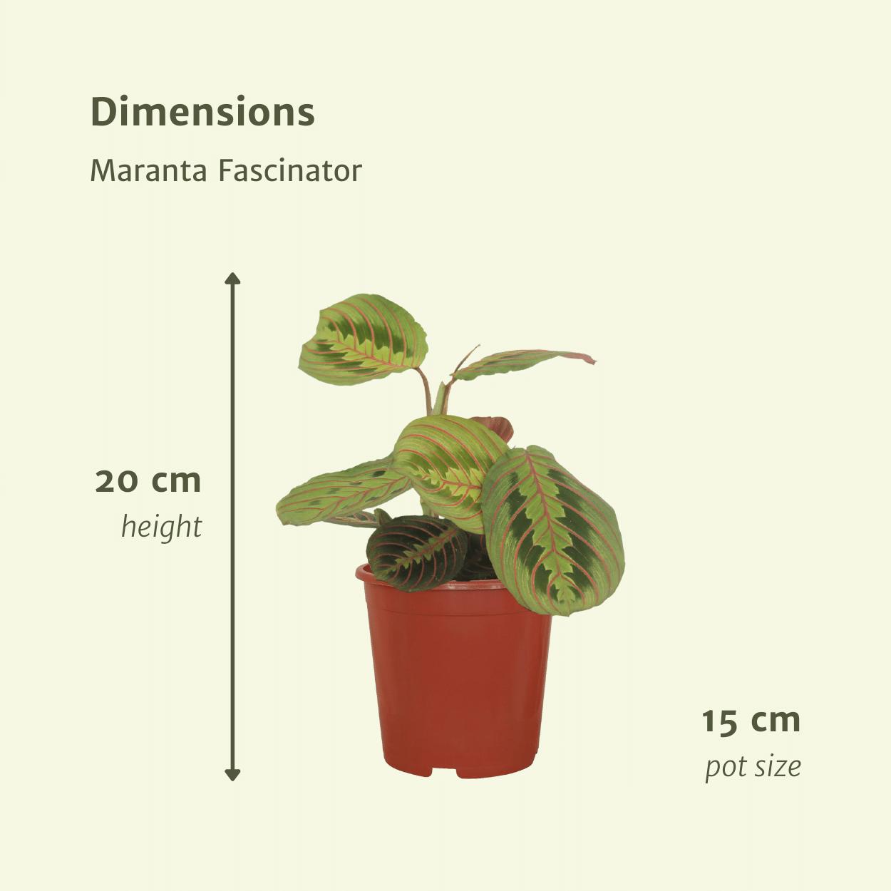 Maranta Fascinator (Arrowroot) - 2 Stücke - Ø12cm - ↕20cm