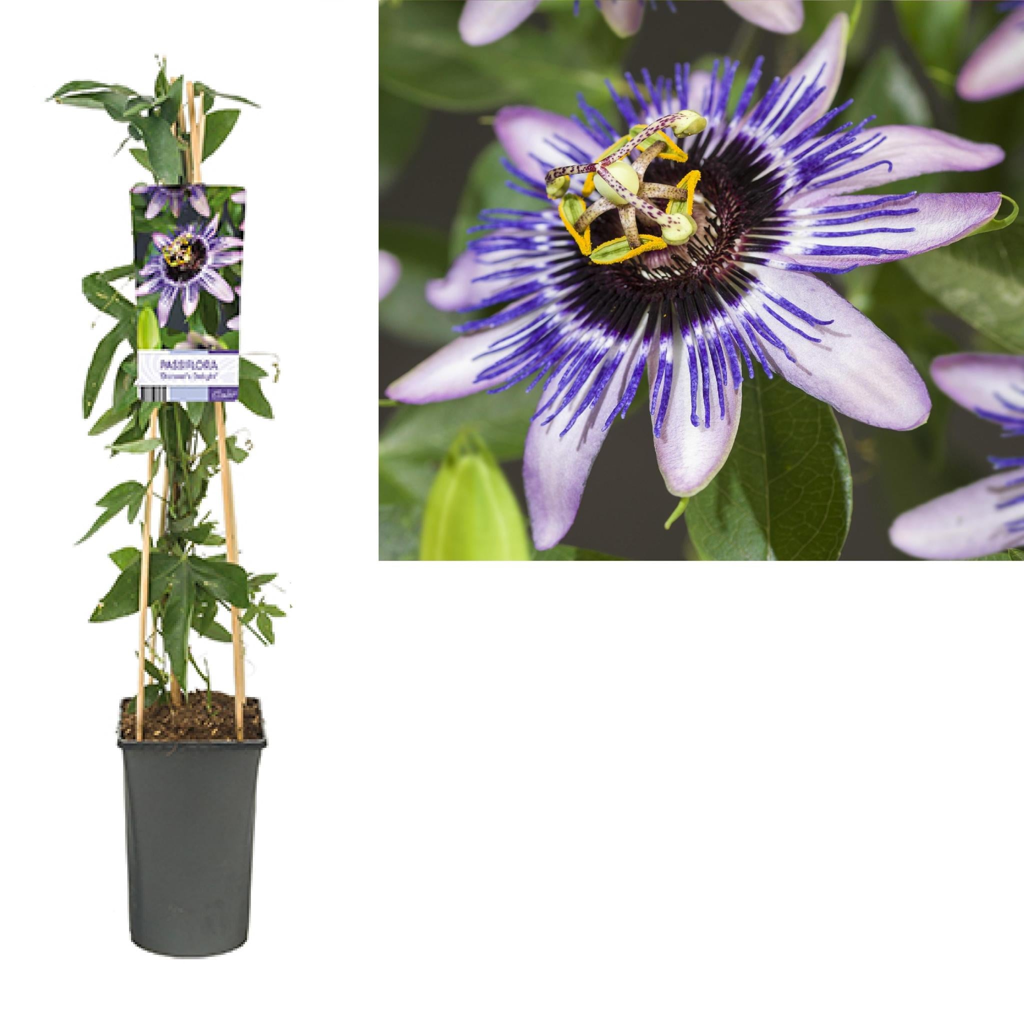 Passiflora 'Damsel's Delight' +lichtlabel - Ø17cm - ↕75cm