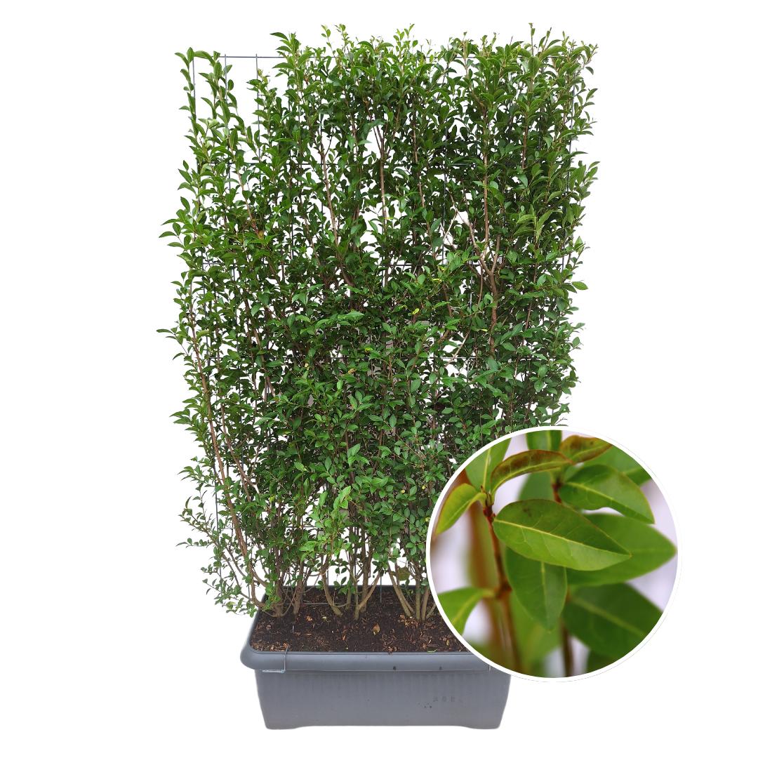 Japanischer Liguster - Ligustrum Ovalifolium - Ligusterhecke - Fertighecke - 120 x 180 cm