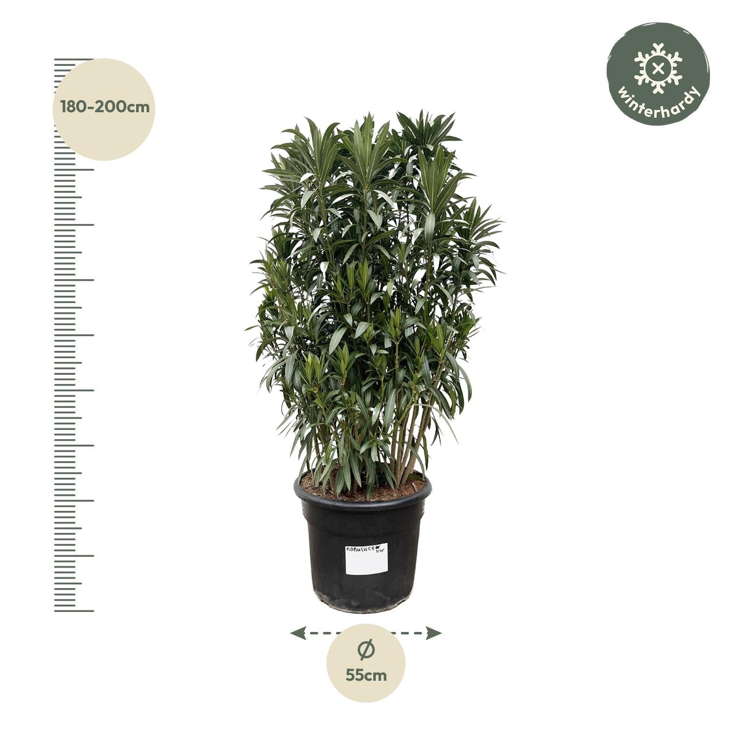 Oleander -Nerium Oleander Strauch  - 190cm- Ø55