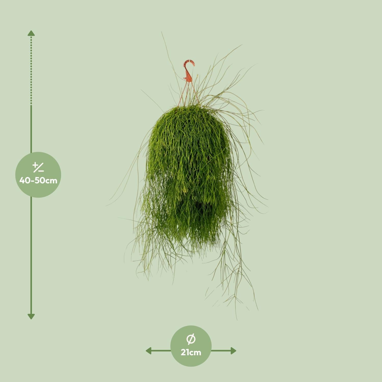 Korallenkaktus - Rhipsalis Cassutha - Ø21cm - ↕50cm