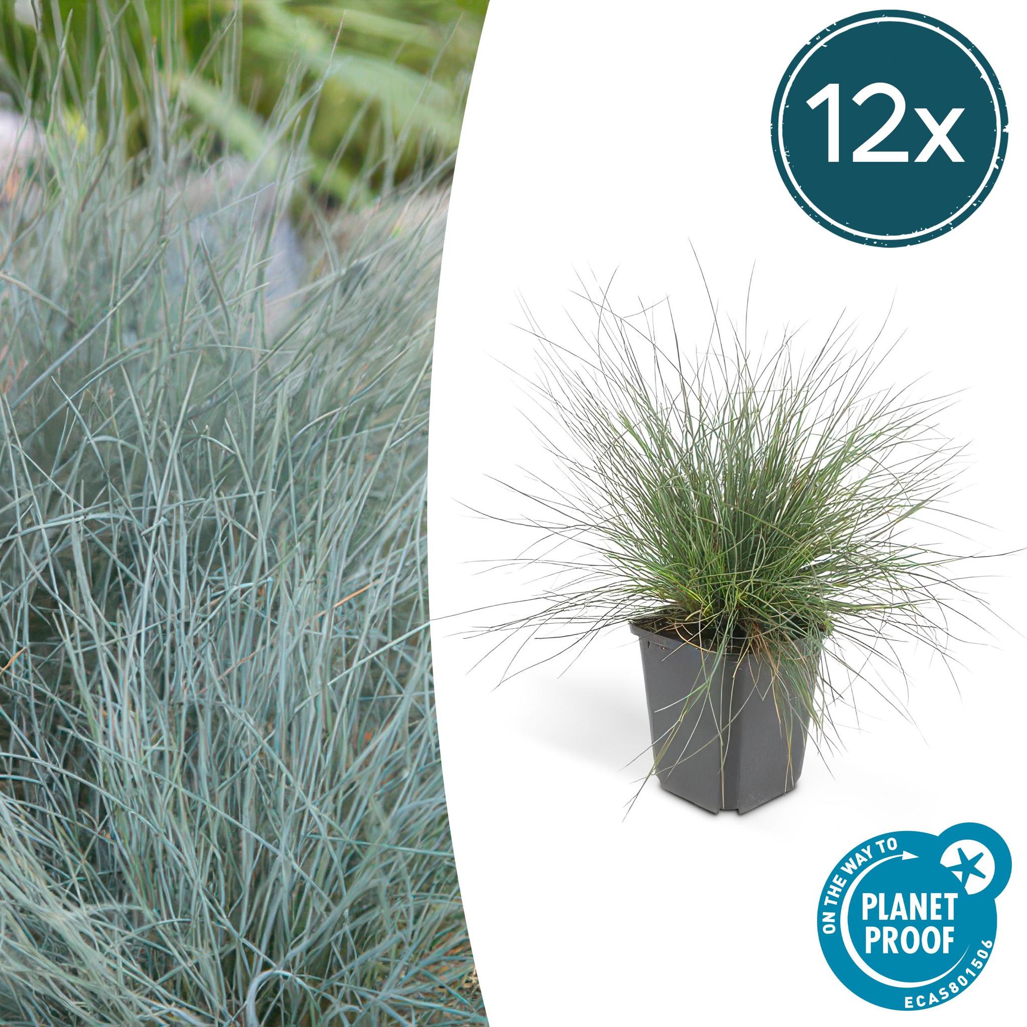 Ziergras - Festuca glauca 'Elijah Bleu' - ↕10-25cm - Ø9cm  - 12 Stück