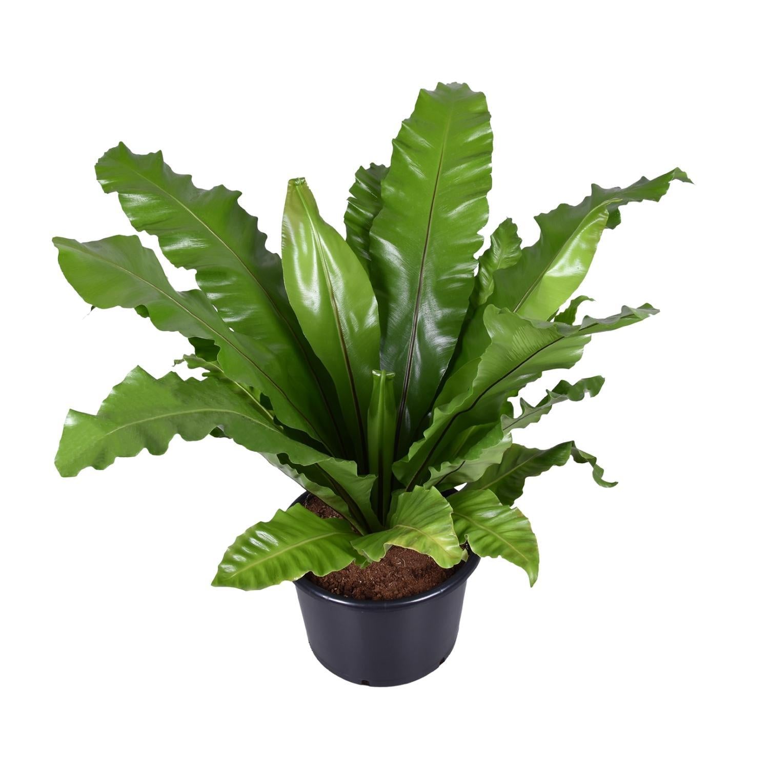 Vogelnestfarn - Asplenium Nidus - Ø37cm - ↕85cm