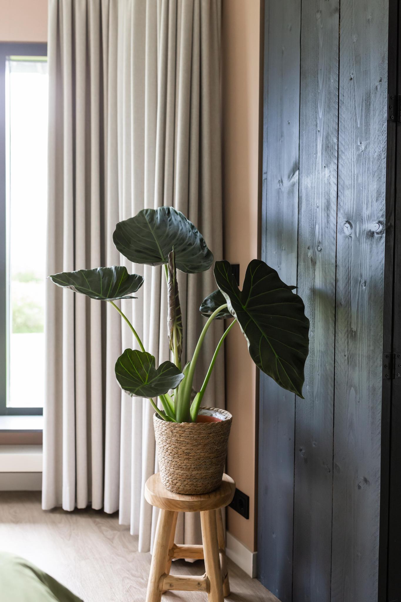 Alocasia Plankschild Ø24cm - ↕110cm