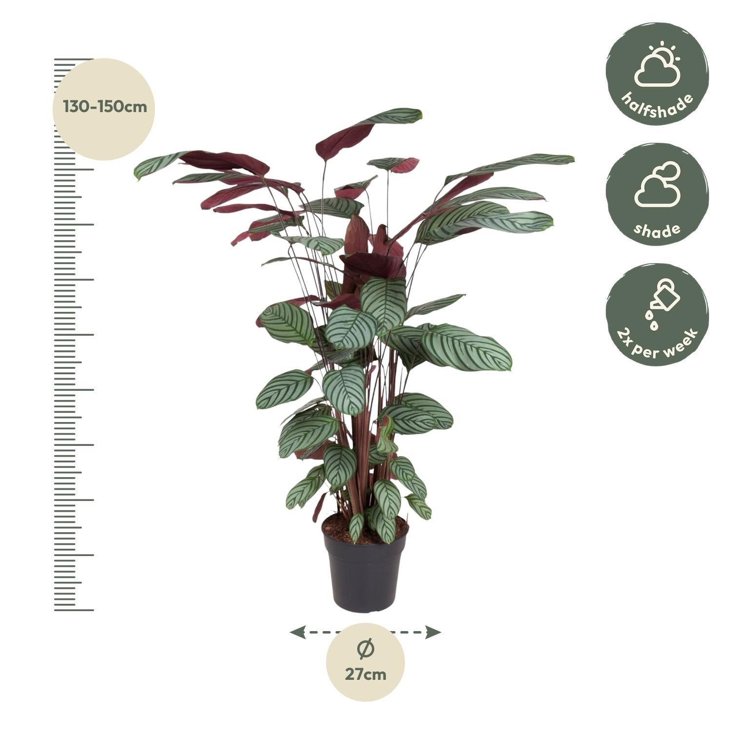 Calathea Oppenheimiana - Korbmarante - 140 cm - ø27