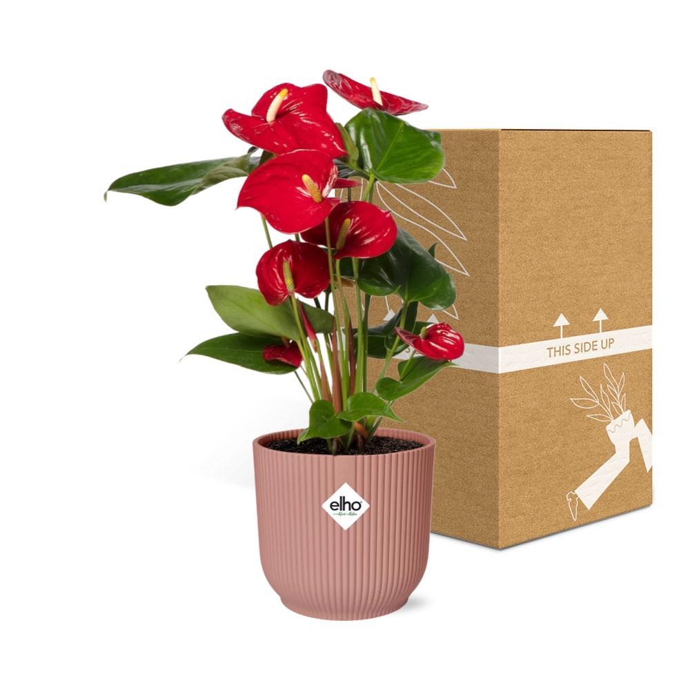 Anthurie - Anthurium Red 12cm in ELHO Vibes Fold 14cm Topf rosa