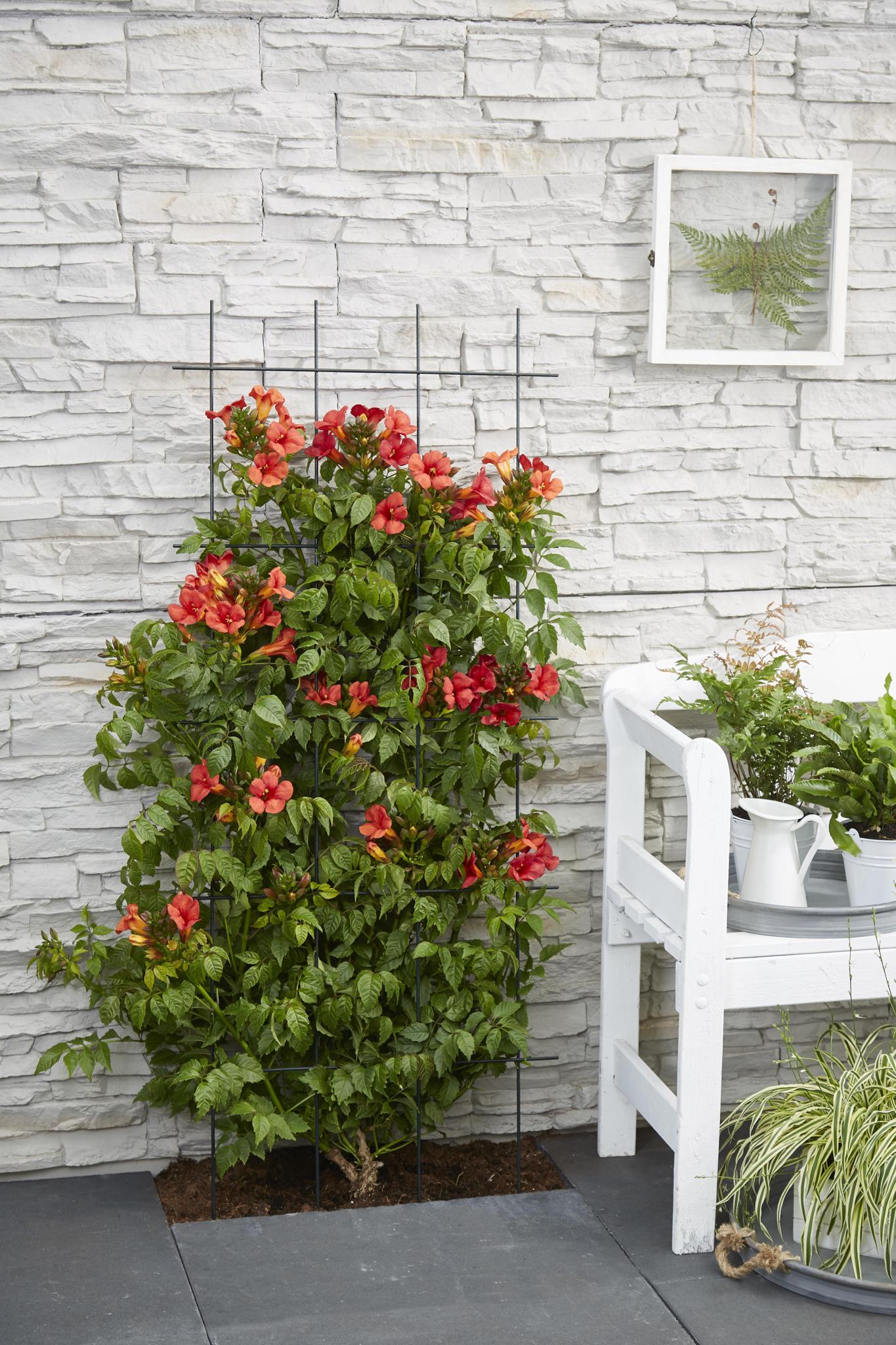 Campsis Summer Jazz Fire Trompet - Trompetbloem Rood - Ø15 - ↨65cm