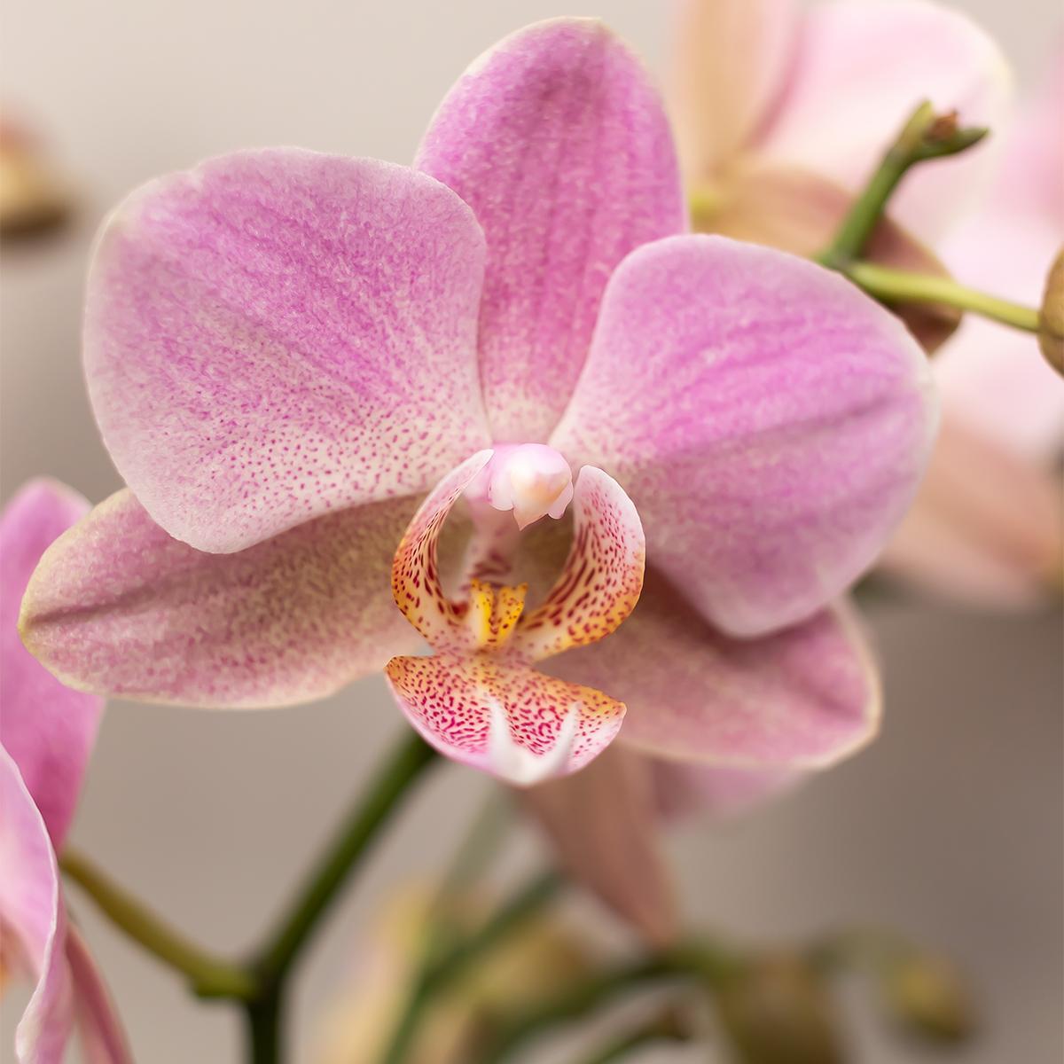 Orchidee 4 Roze phalaenopsis orchideeën - Andorra - potmaat Ø9cm | bloeiende kamerplant - vers van de kweker