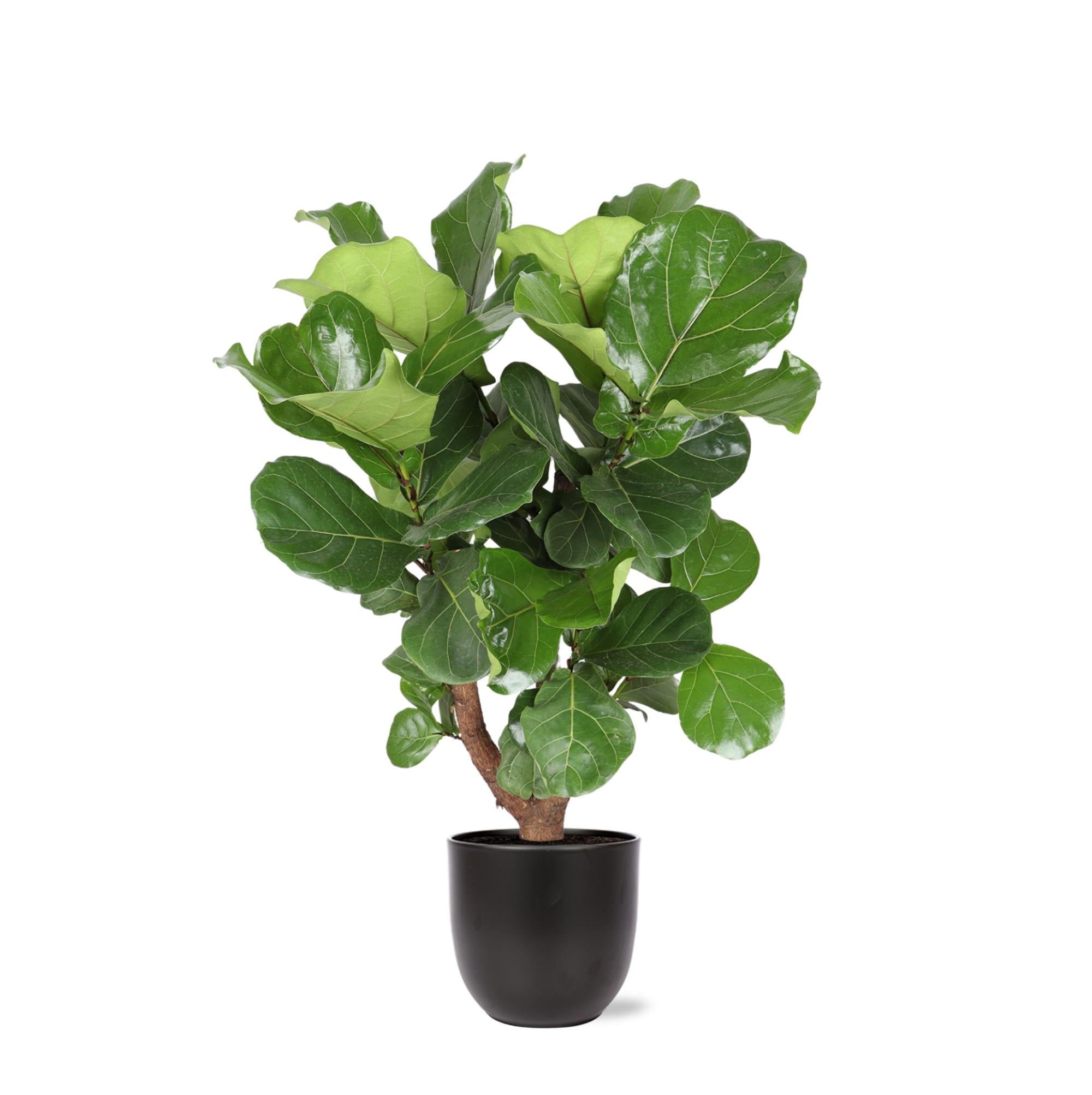 Geigenfeige - Ficus Lyrata - Ø24cm ↕110cm in Boule ANTRACIET Topf