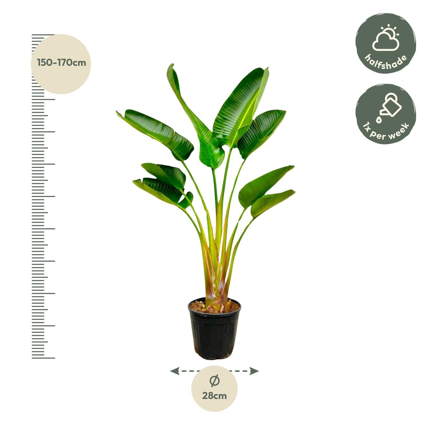 Strelitzia Augusta - 160cm - Ø28