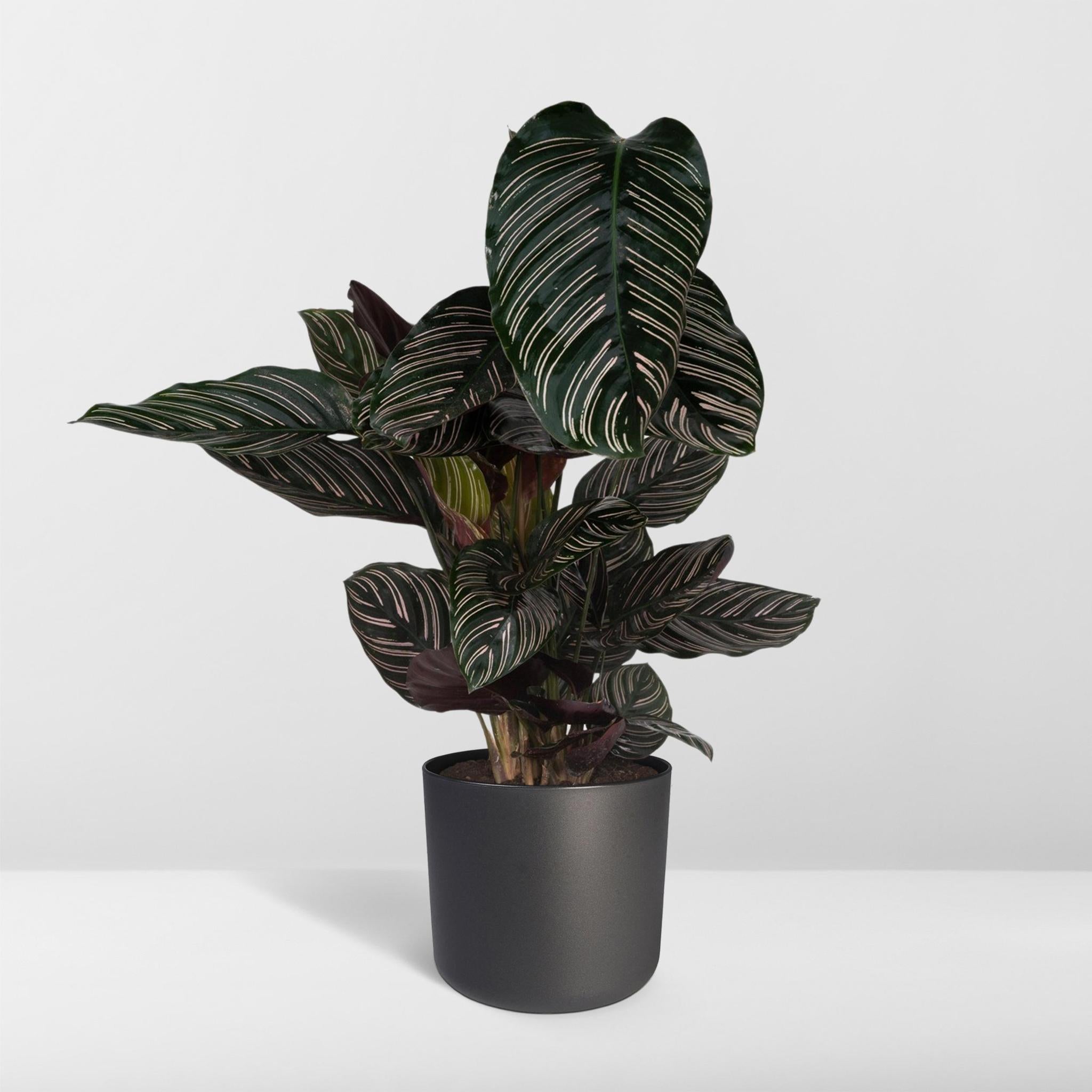 Gebetspflanze - Calathea Ornata - Ø19 - ↨75cm