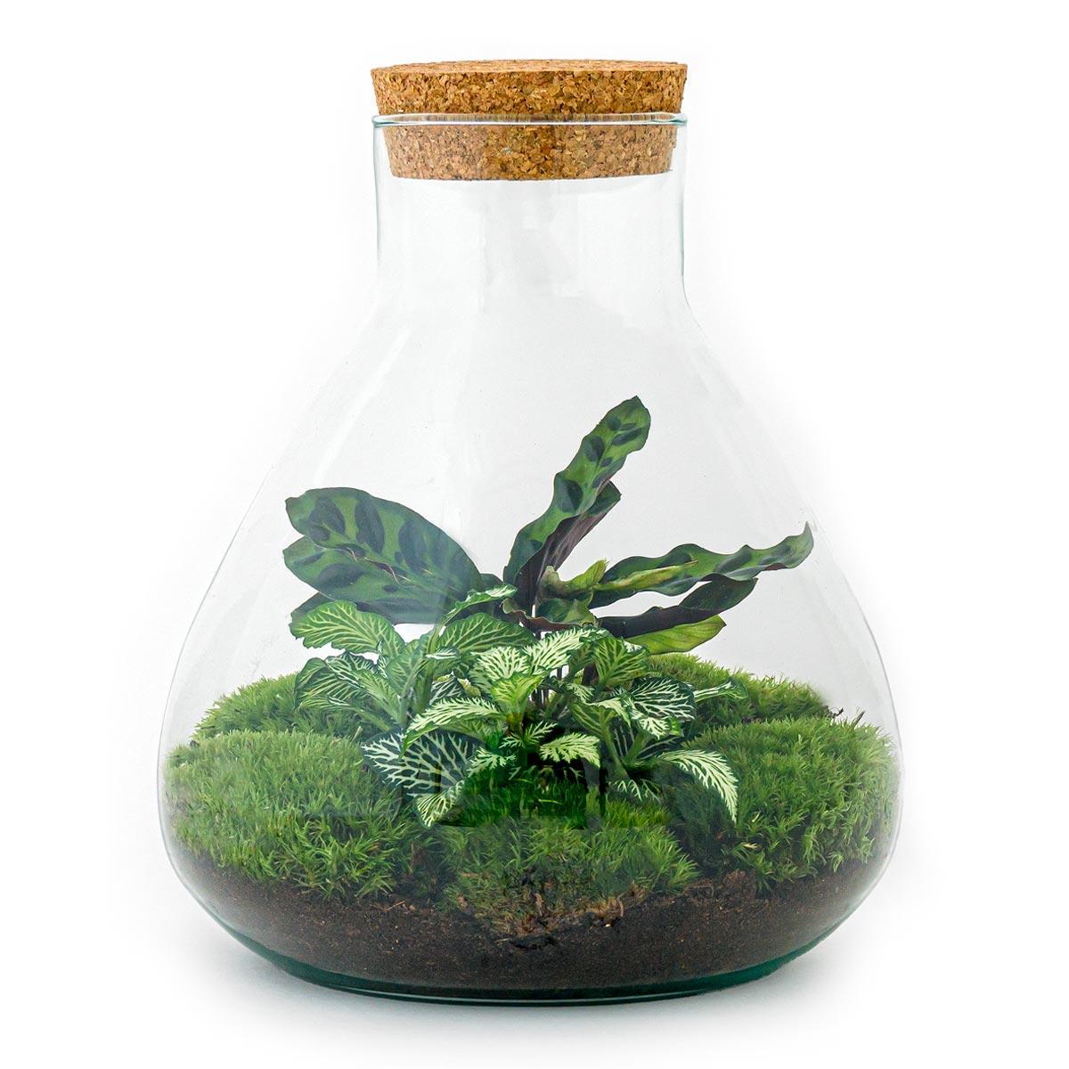 Flaschengarten Sammie - DIY terrarium – weiße Fittonia -und Calatheapflanze – ↕ 27 cm