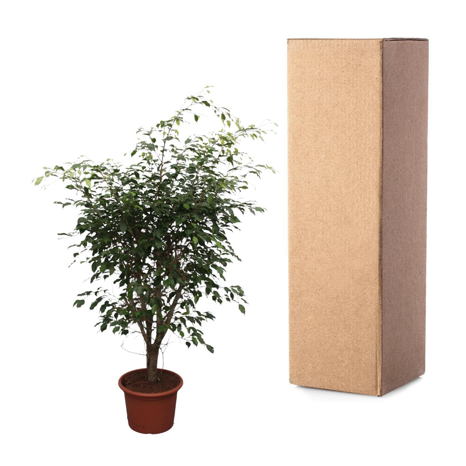 Birkenfeige - Ficus Benjamina Exotica verzweigt - 150 cm - ø40