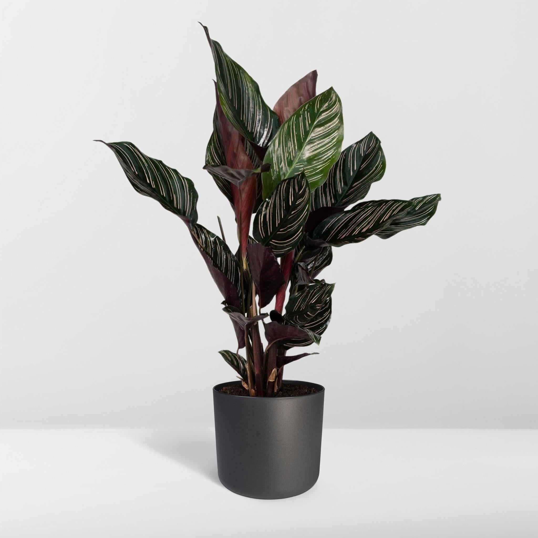 Gebetspflanze - Calathea Ornata - Ø14 - ↨50cm