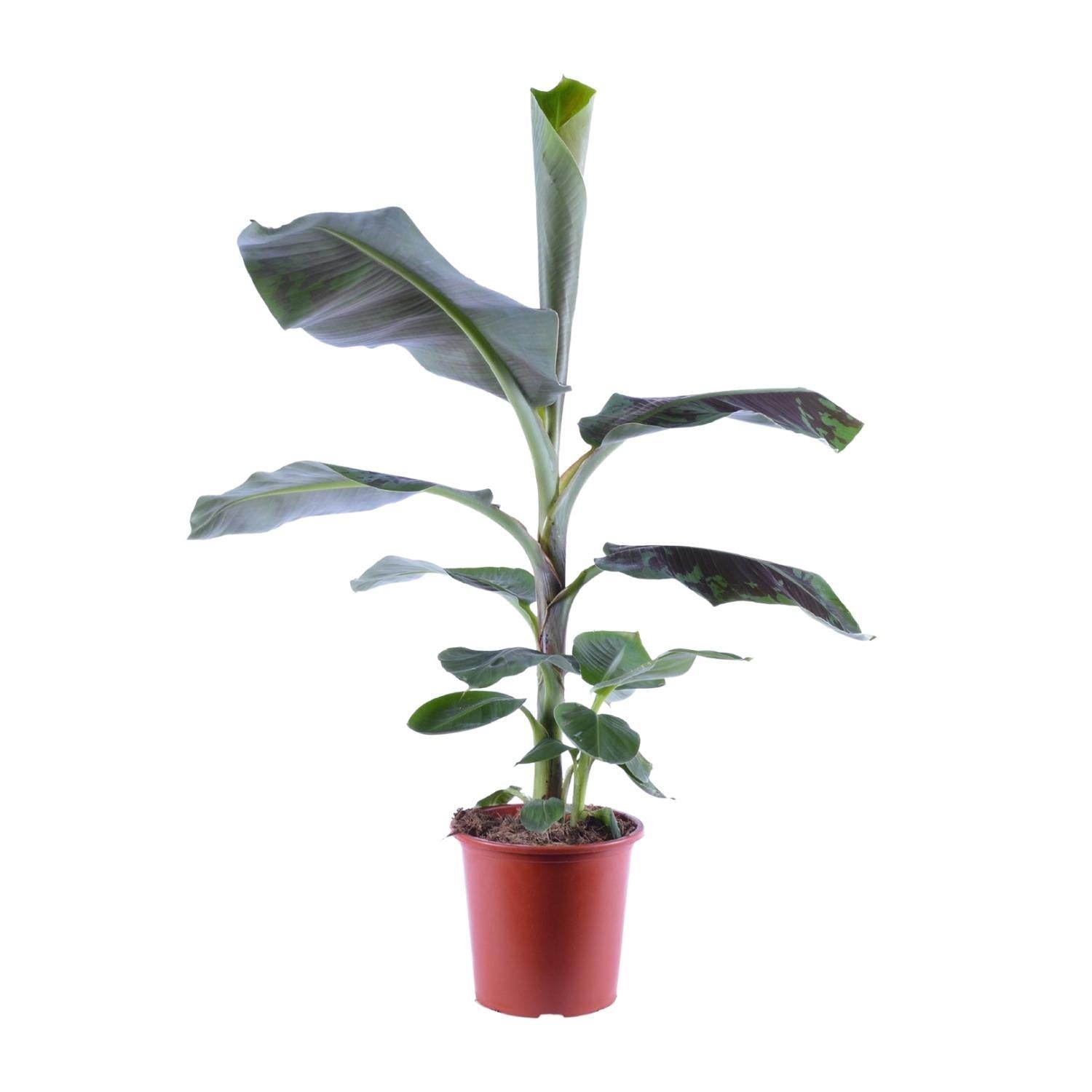 Bananenpflanze - Musa Cavendish - Ø21cm - ↕105cm