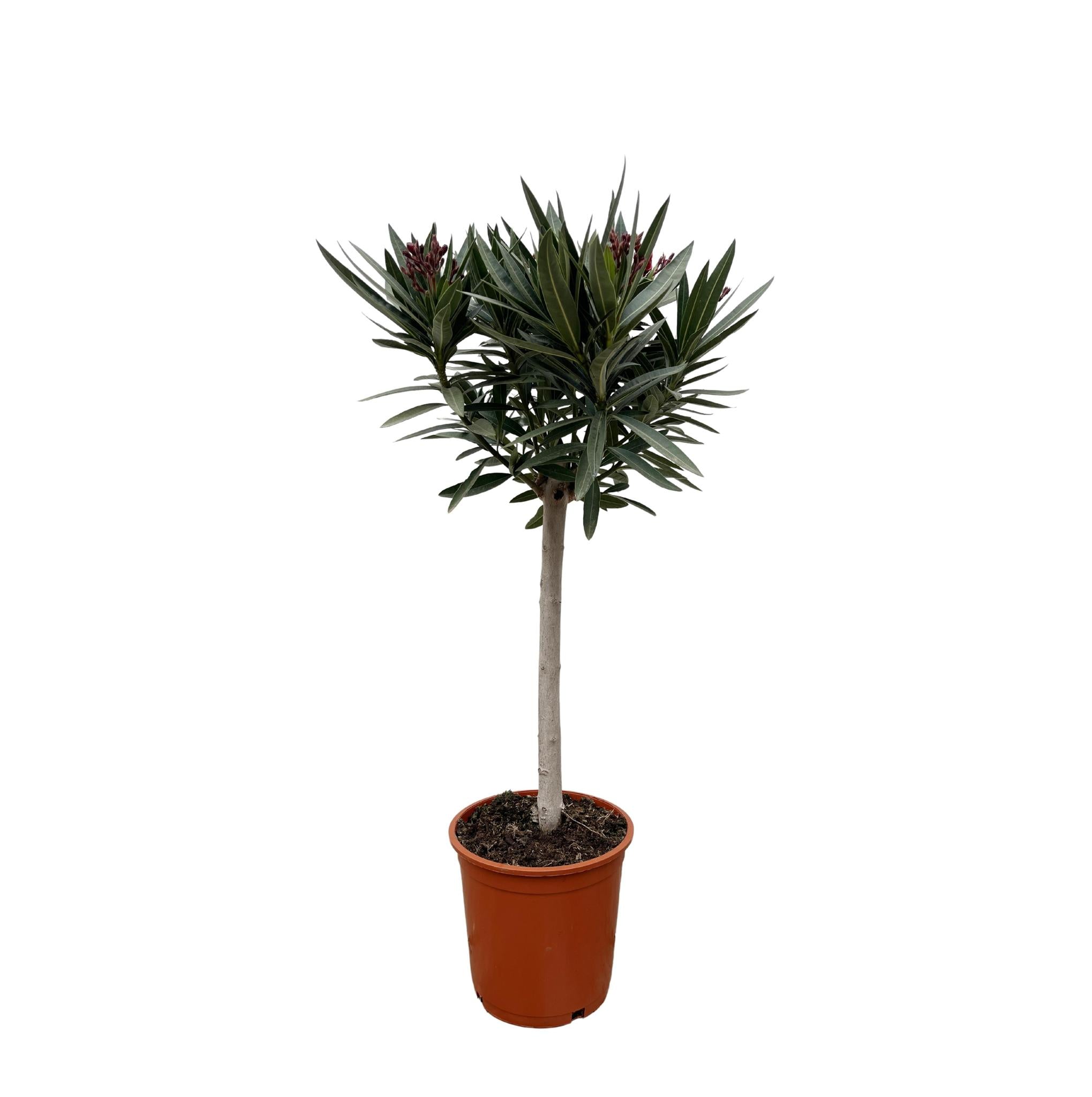 Oleander - Nerium Oleander auf Stiel mit roter Blüte – 90 cm – Ø22